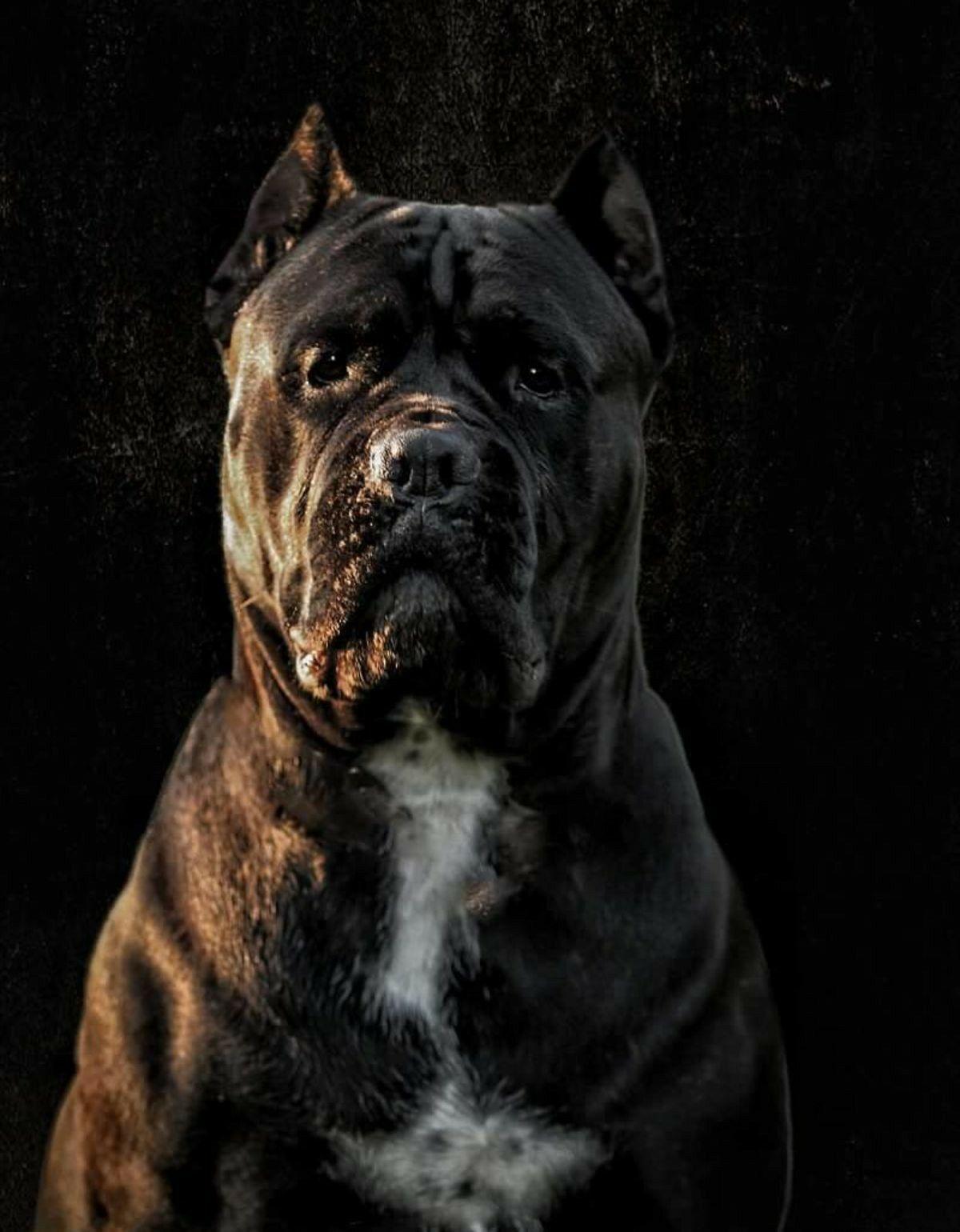 1200x1540 Cane Corso Dogs. Cane corso dog, Cane corso, Dogs