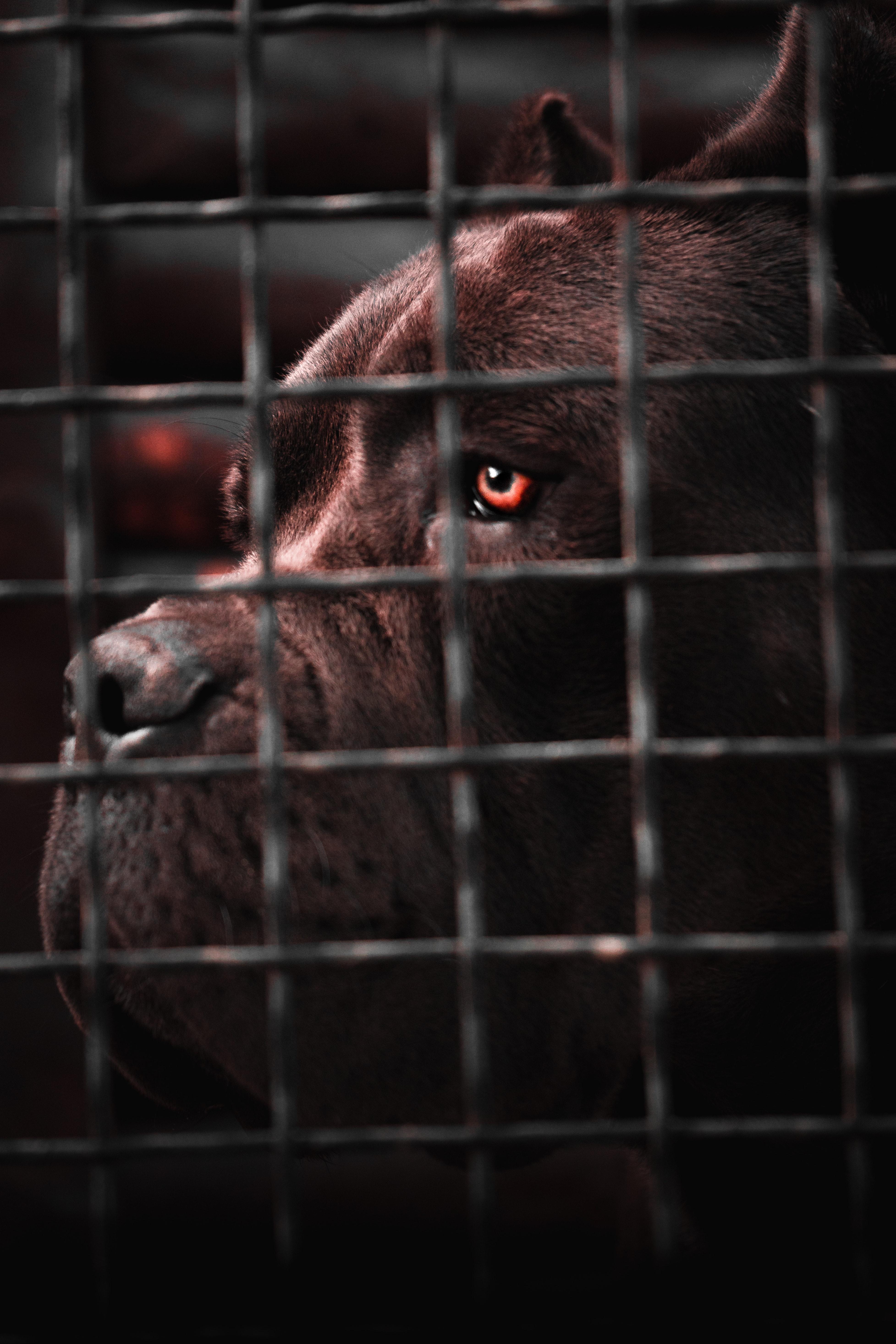 3910x5865 Best Free Cane Corso & Image · 100% Royalty Free HD Downloads