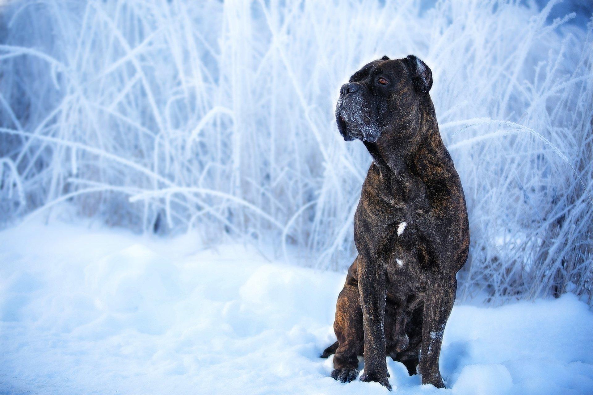 1920x1280 Cane Corso HD Wallpaper
