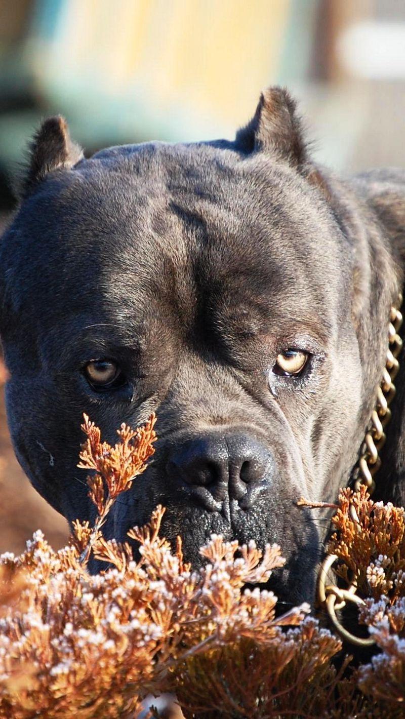 800x1420 Download Wallpaper 800x1420 Cane Corso, Dog, Muzzle, Aggression, Leaves, Collar Iphone Se 5s 5c 5 For Parallax HD Background