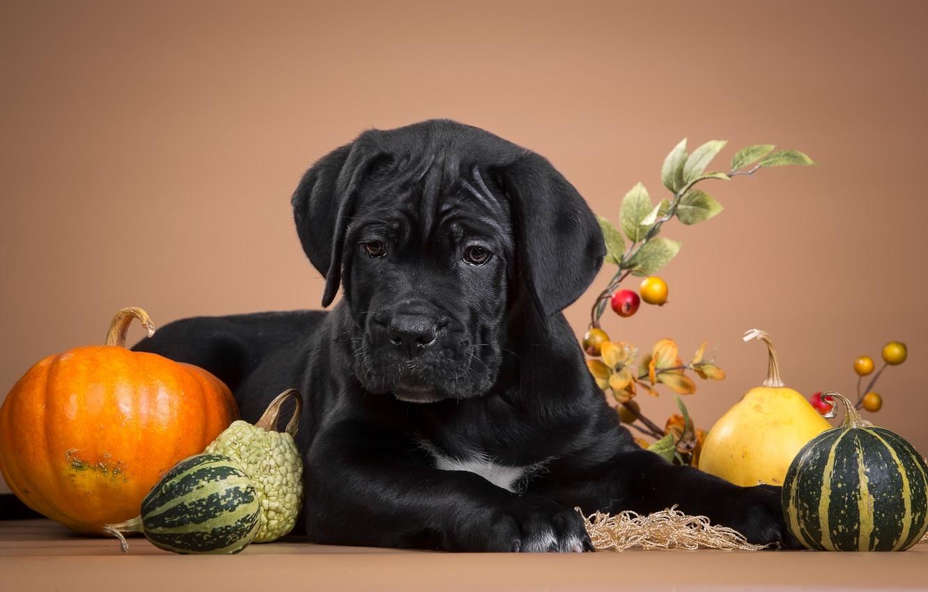 1332x850 Wallpaper black, puppy, pumpkin, serious, cane Corso image for desktop, section собаки