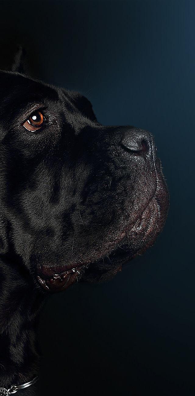 Black Cane Corso Wallpapers - Top Free Black Cane Corso Backgrounds