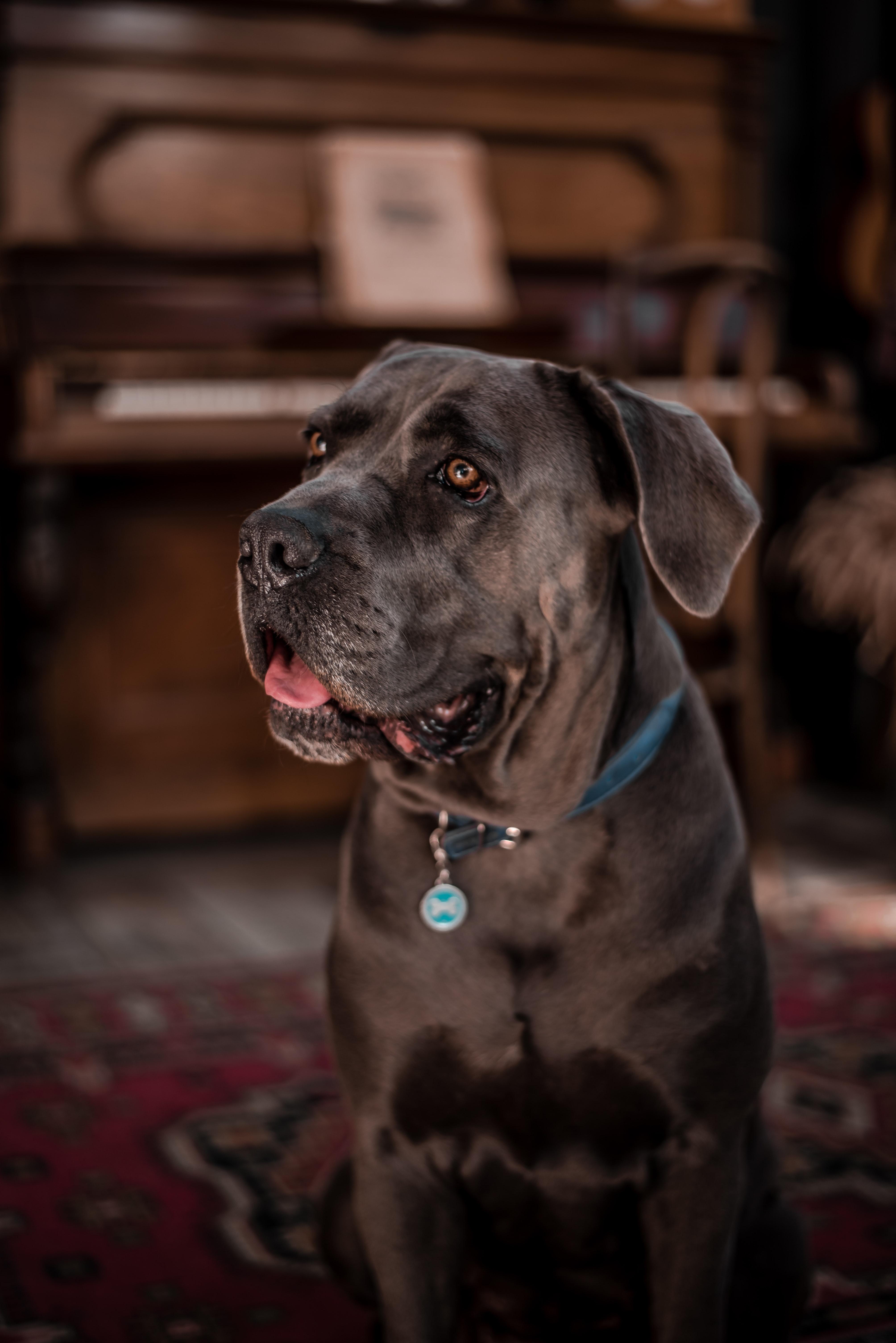 4016x6016 Best Free Cane Corso & Image · 100% Royalty Free HD Downloads