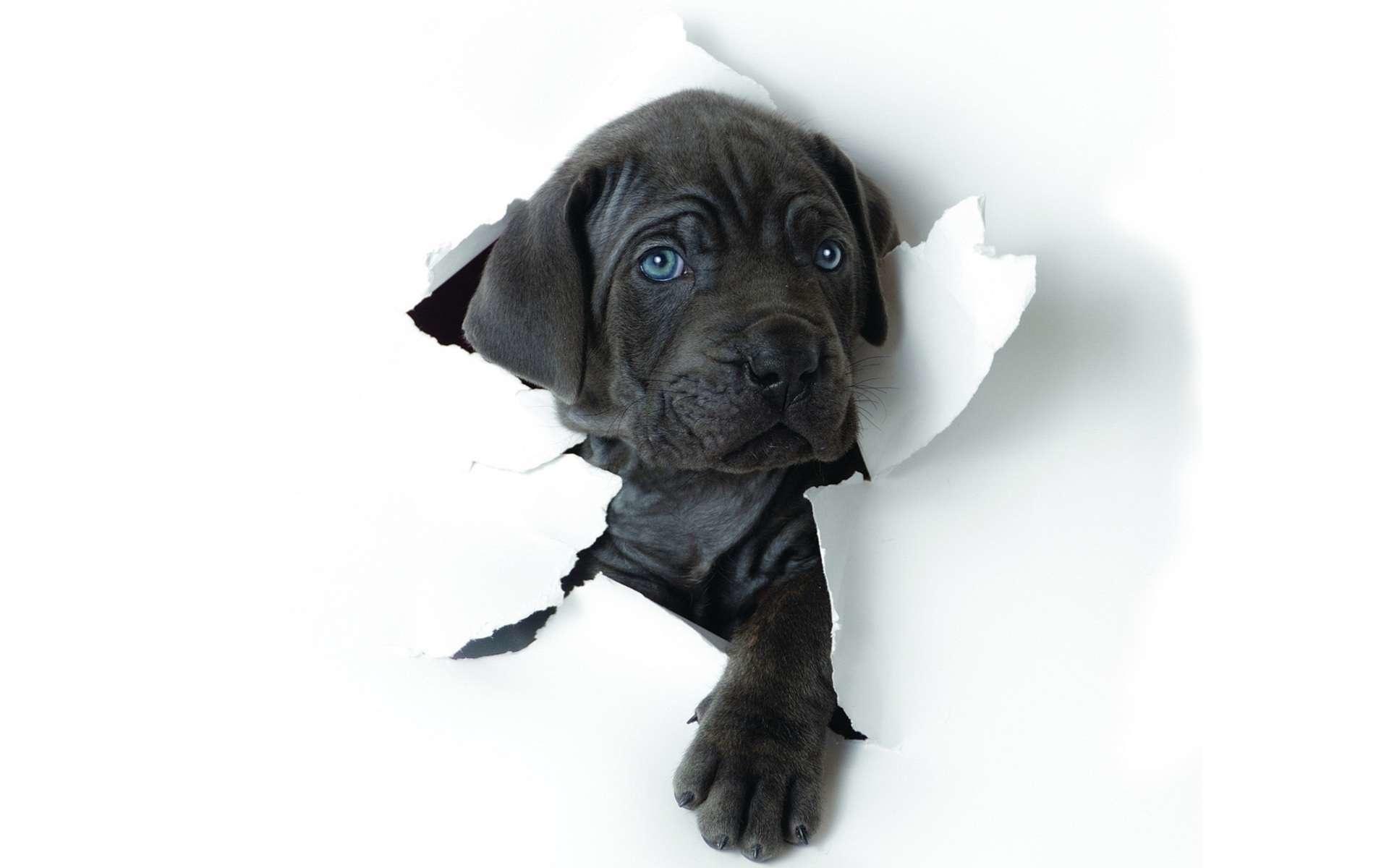 1920x1200 Download wallpaper Cane Corso, paper, pets, puppy, black Cane Corso, cute animals, dogs for desktop with resolution 1920x1200. High Quality HD picture wallpaper