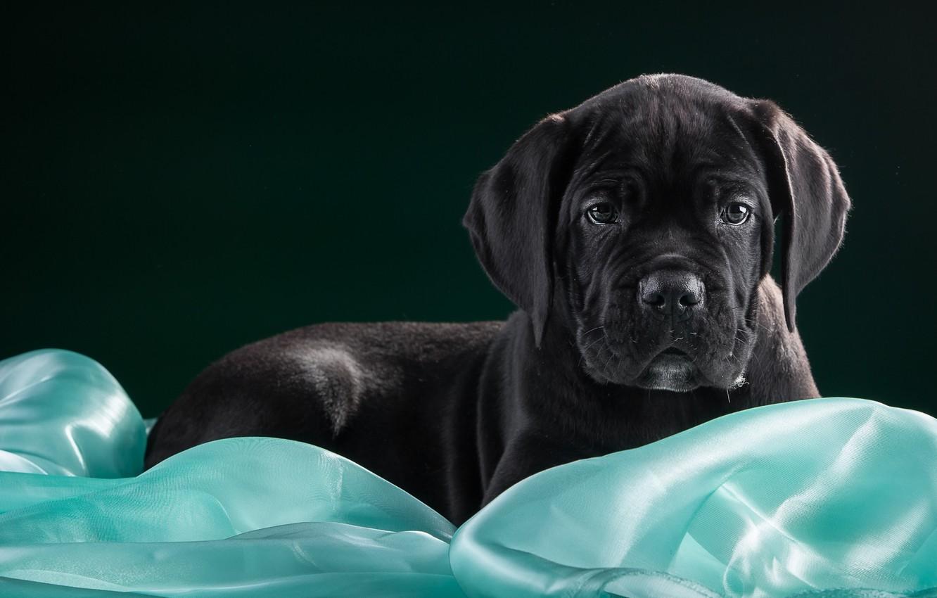 1332x850 Wallpaper black, puppy, fabric, cane Corso image for desktop, section собаки