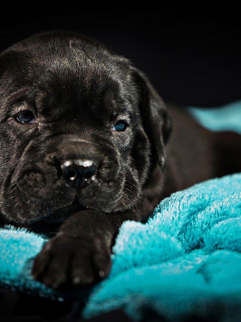 768x1024 Small Cane Corso, puppy, pets, black Cane Corso, puppy with blue eyes, cute animals, dogs, Cane Corso. Puppies with blue eyes, Cane corso, Black pitbull puppies