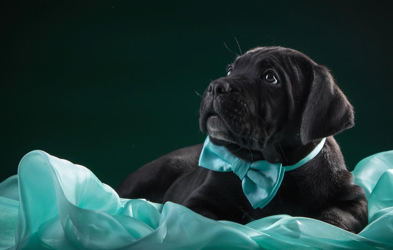 1332x850 Wallpaper butterfly, black, puppy, fabric, cane Corso image for desktop, section собаки