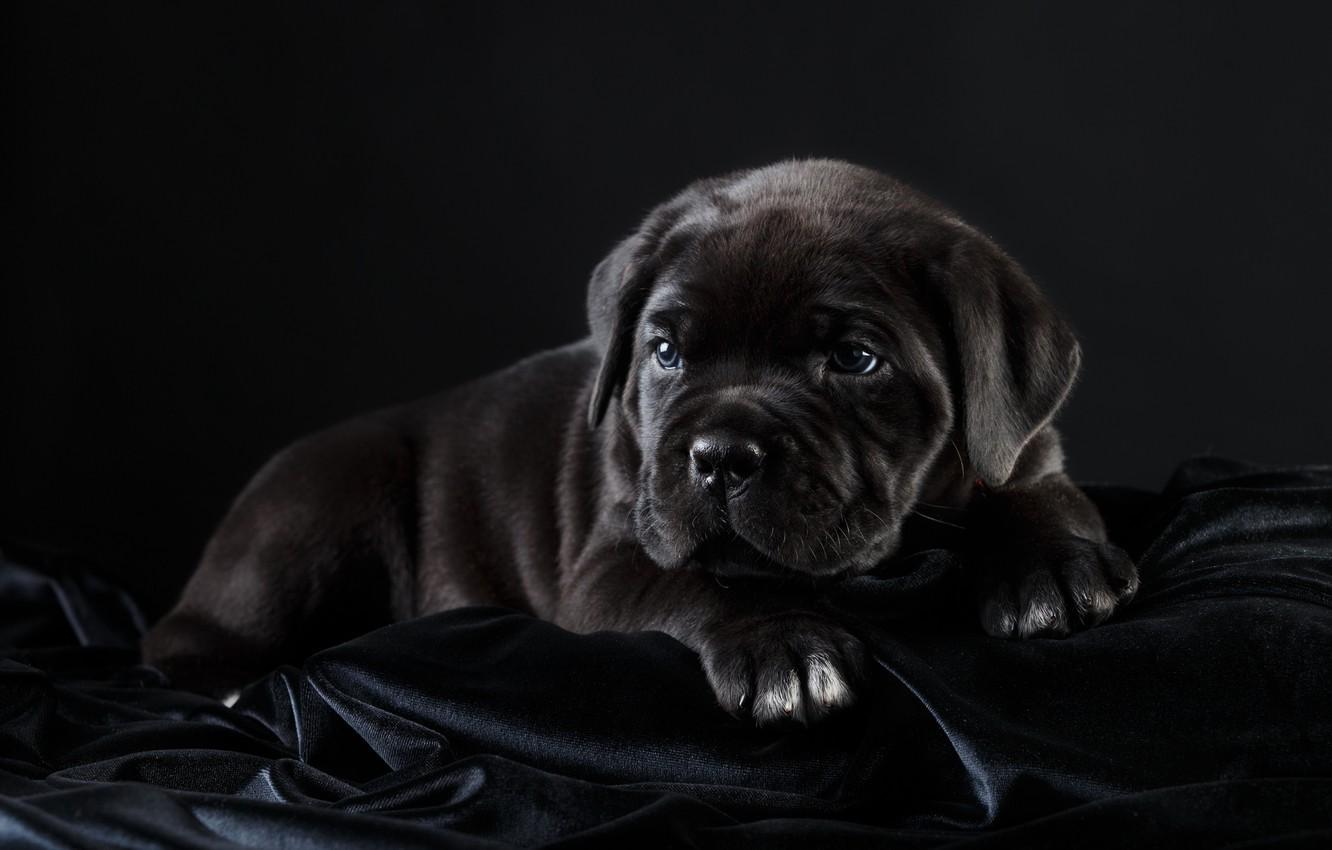 1332x850 Wallpaper black, puppy, cane Corso image for desktop, section собаки