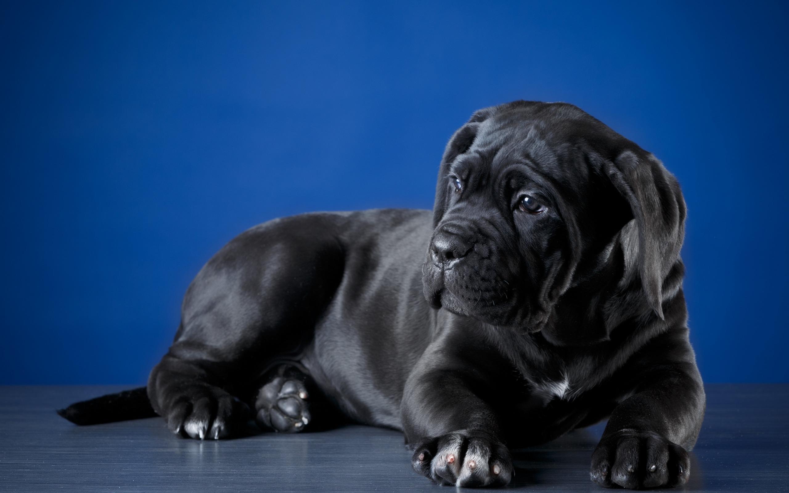 2560x1600 Download wallpaper Cane Corso, little black puppy, cute little dog, pets, dogs for desktop with resolution 2560x1600. High Quality HD picture wallpaper