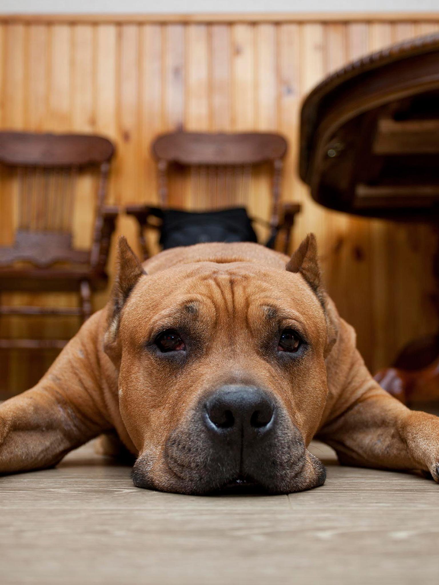 1536x2048 Cane Corso Lie, Muzzle, Brown）HD Dog
