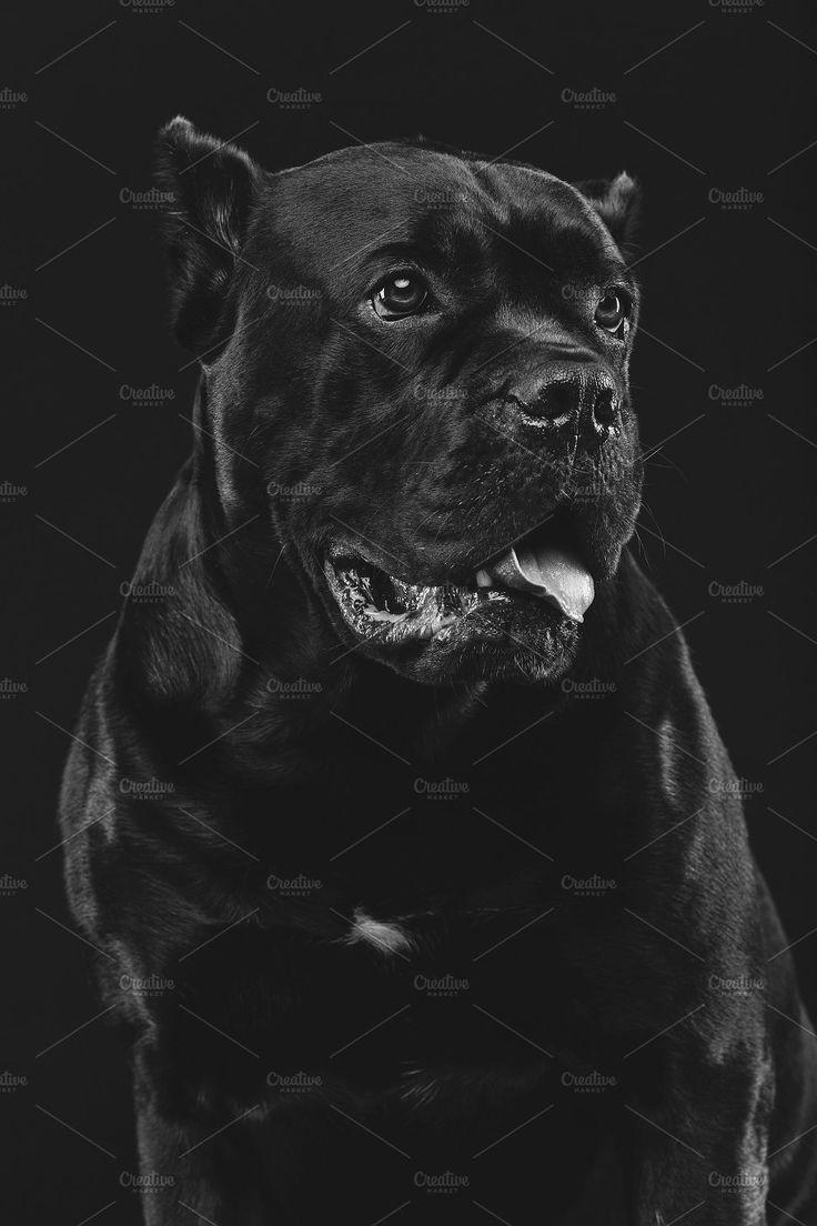 736x1104 Beautiful cane corso dog containing beautiful, pet, and puppy. Cane corso dog, Cane corso, Dogs