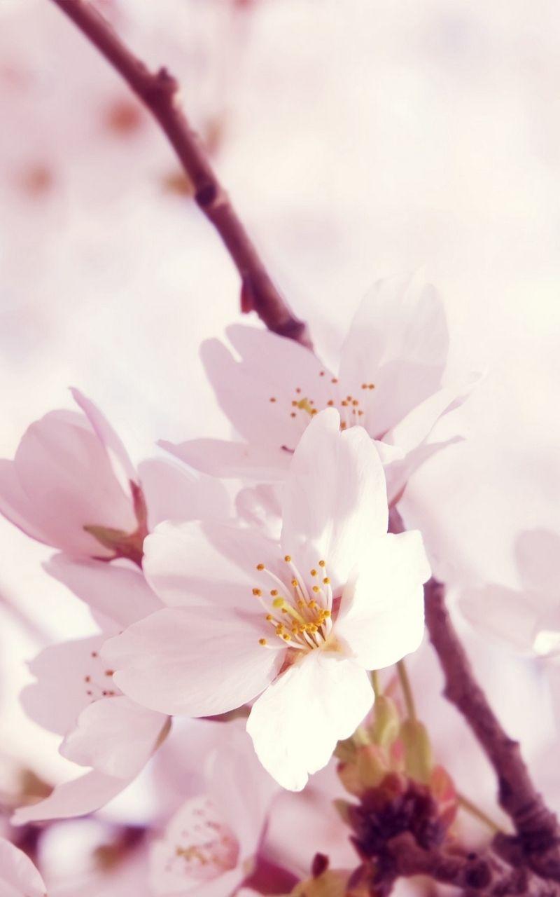 800x1280 Wallpaper flower white macro pink twig. Обои фоны, Обои, Милые обои