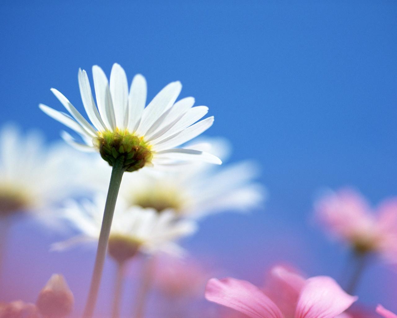 1280x1024 Bright Floral Wallpaper for Walls