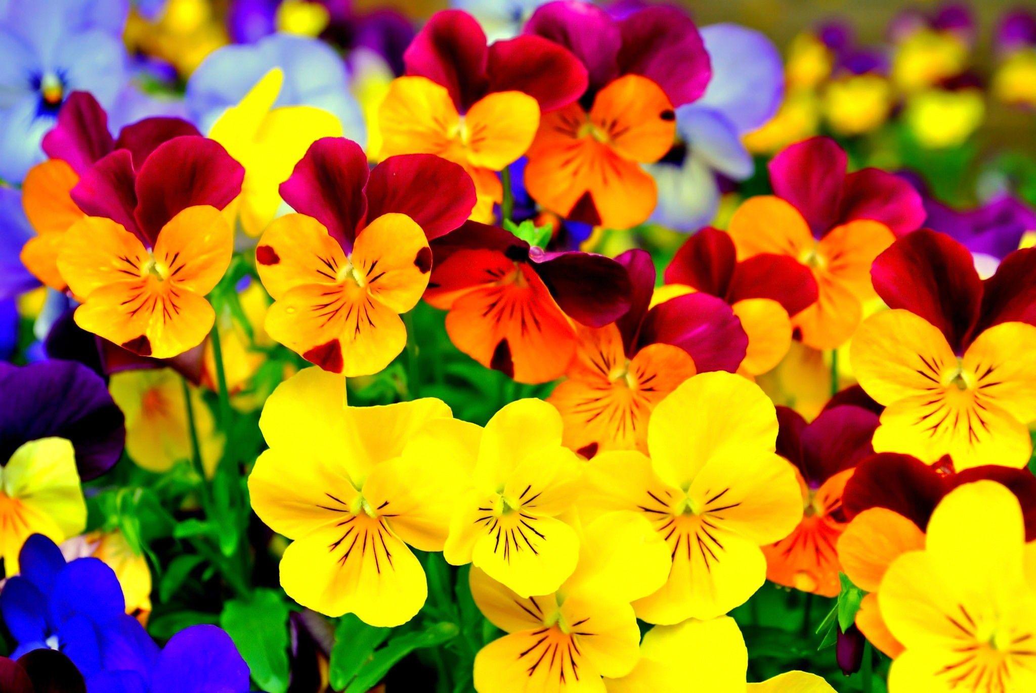 2048x1371 Colorful Flowers Wallpaper