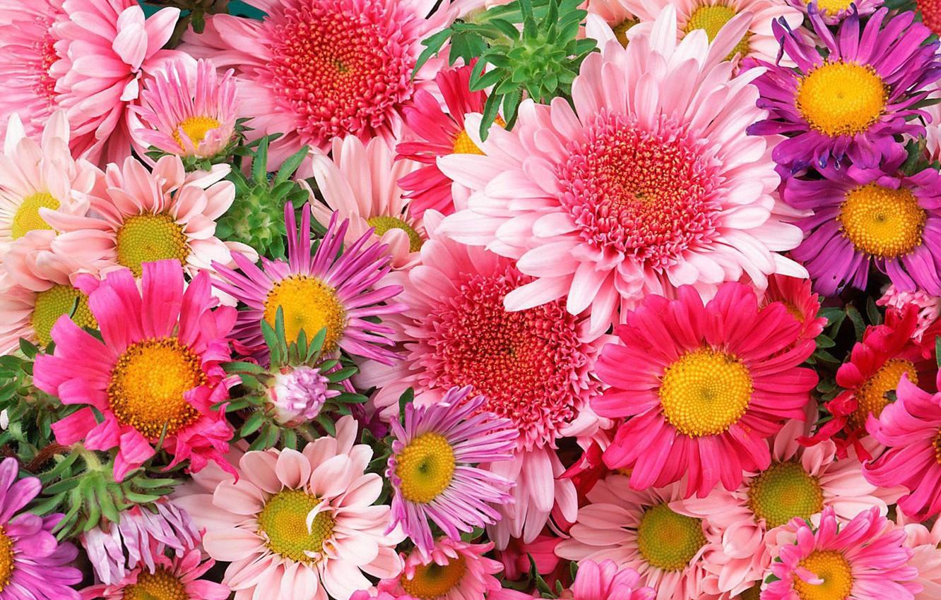 1332x850 Wallpaper flowers, beautiful, bright, flowers, a lot, colorful image for desktop, section цветы