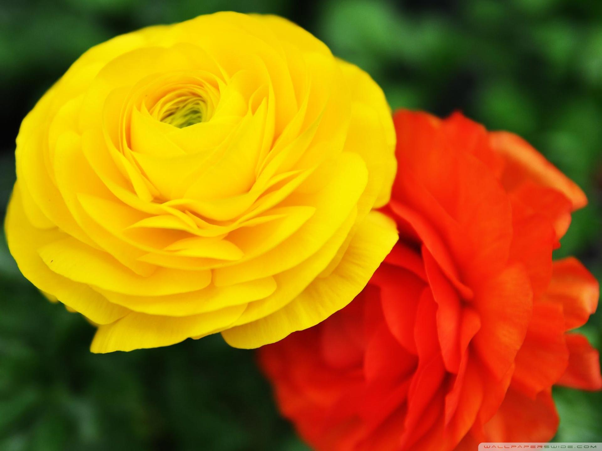 1920x1440 Bright Flowers Ultra HD Desktop Background Wallpaper for 4K UHD TV : Tablet