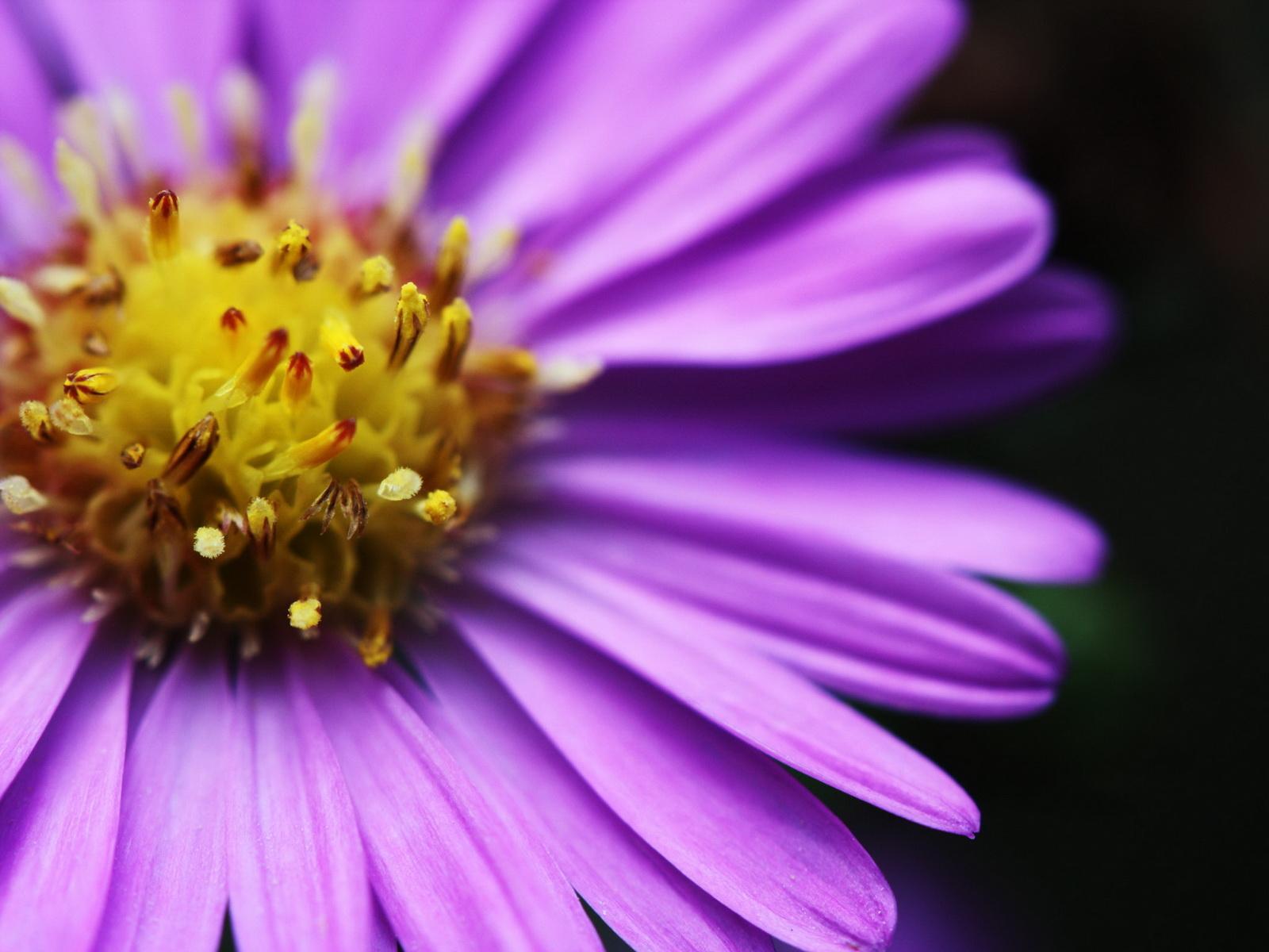 1600x1200 Bright flower Desktop wallpaper 1600x1200