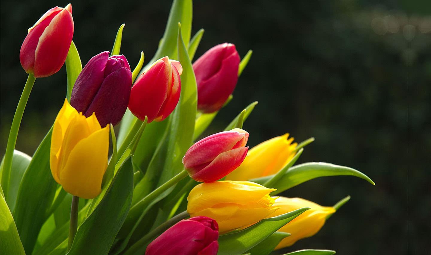 1440x852 FREE HD Desktop Flower Wallpaper in PSD