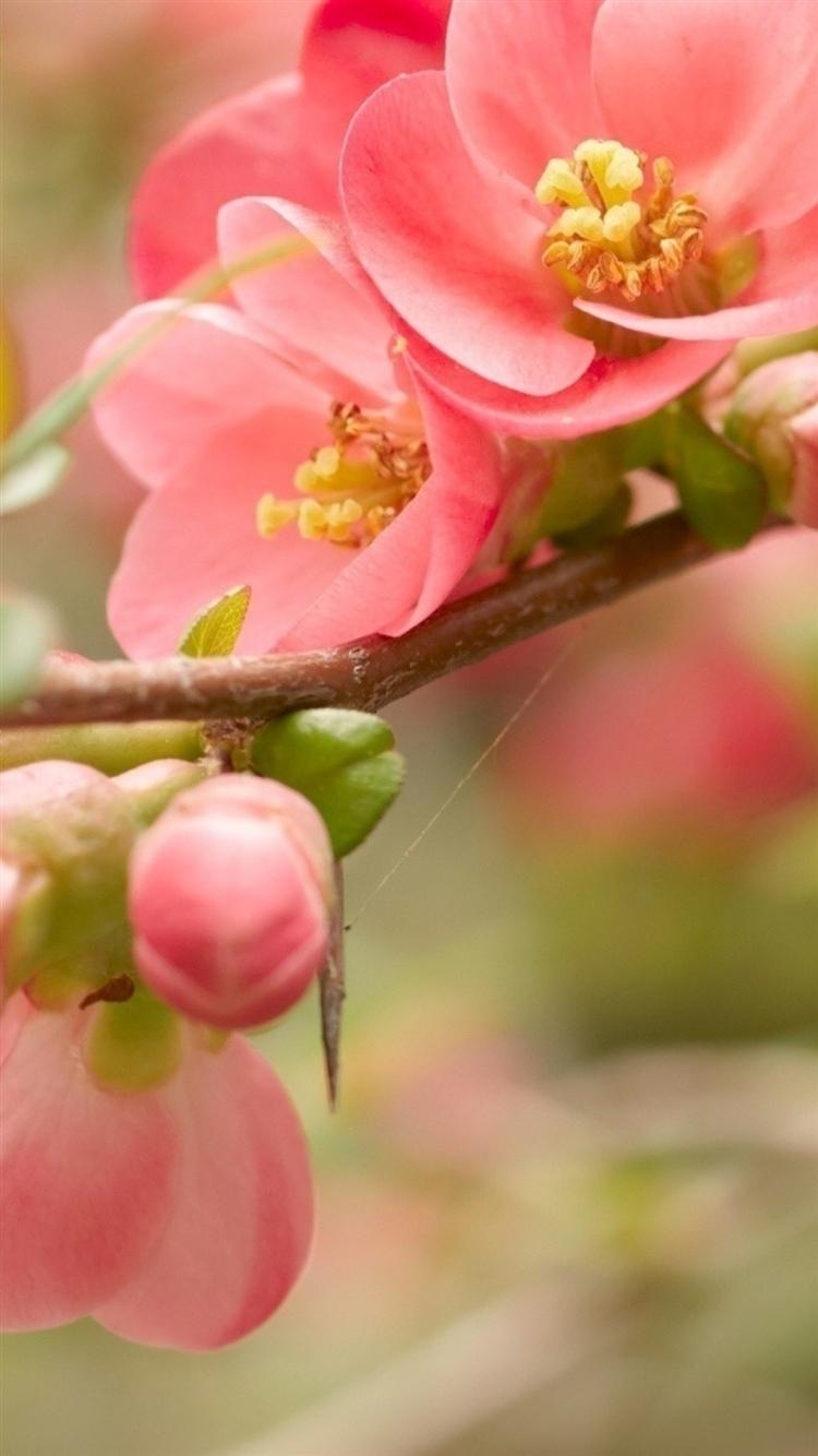 750x1334 Flower Blossom Pink Branch Bright iPhone 8 Wallpaper Free Download