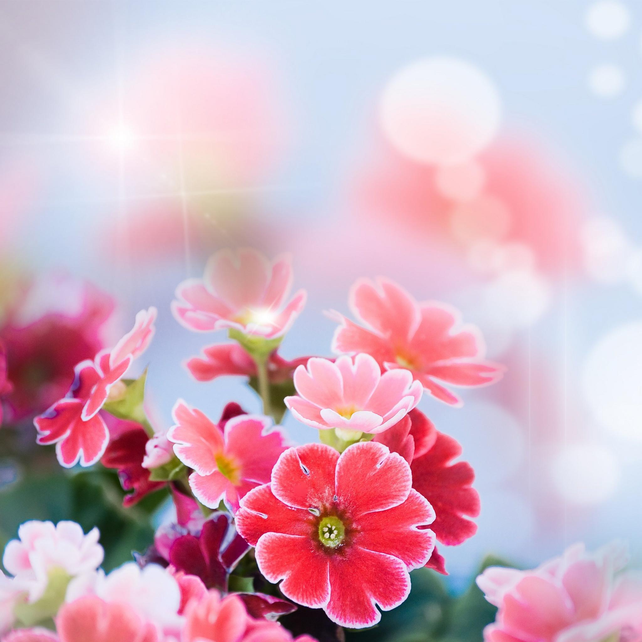 2048x2048 Bright Flowers Wallpaper