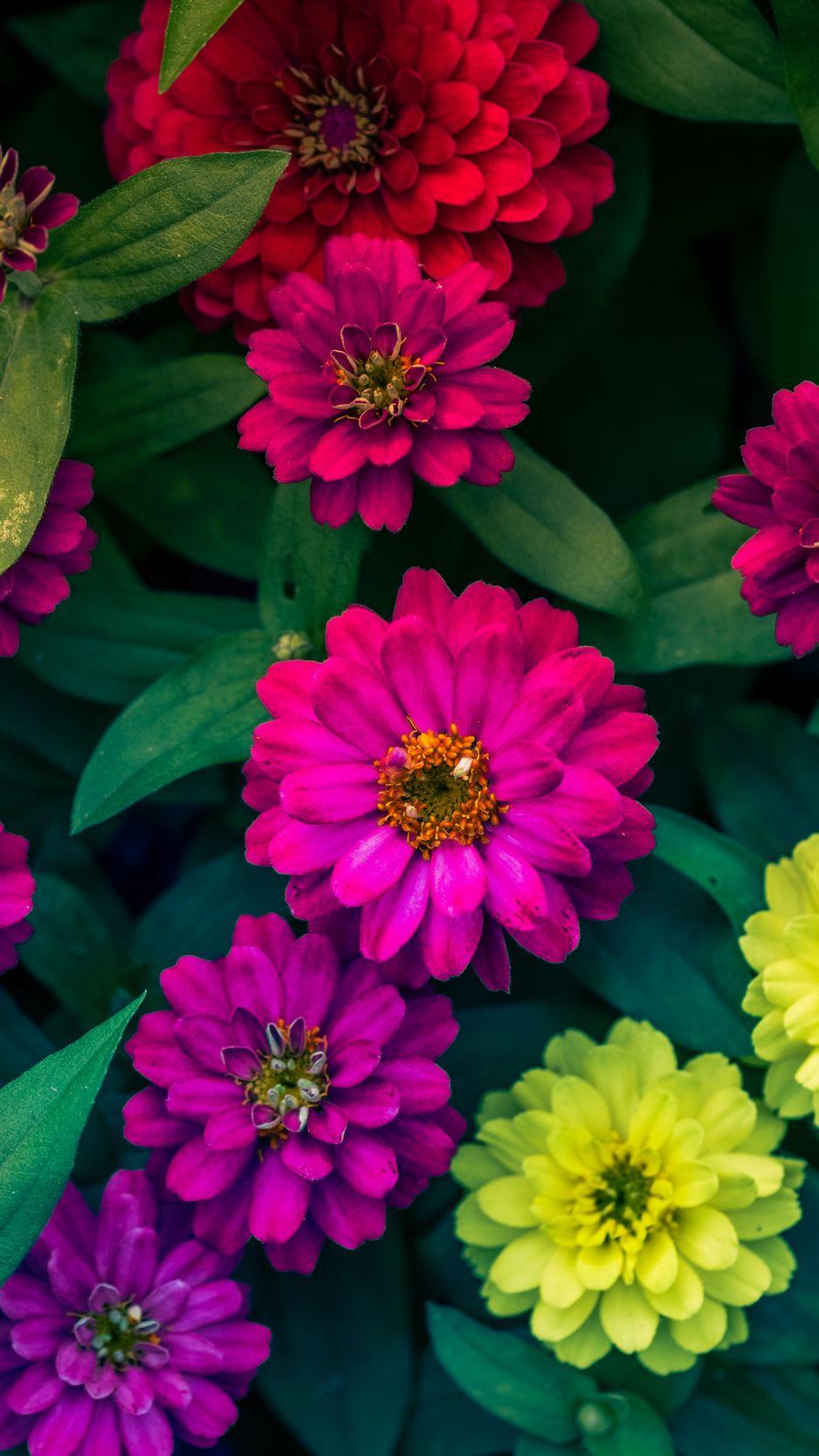 938x1668 Download Wallpaper 938x1668 Zinnias, Flowerbed, Flowers, Bright Iphone 8 7 6s 6 For Parallax HD Background