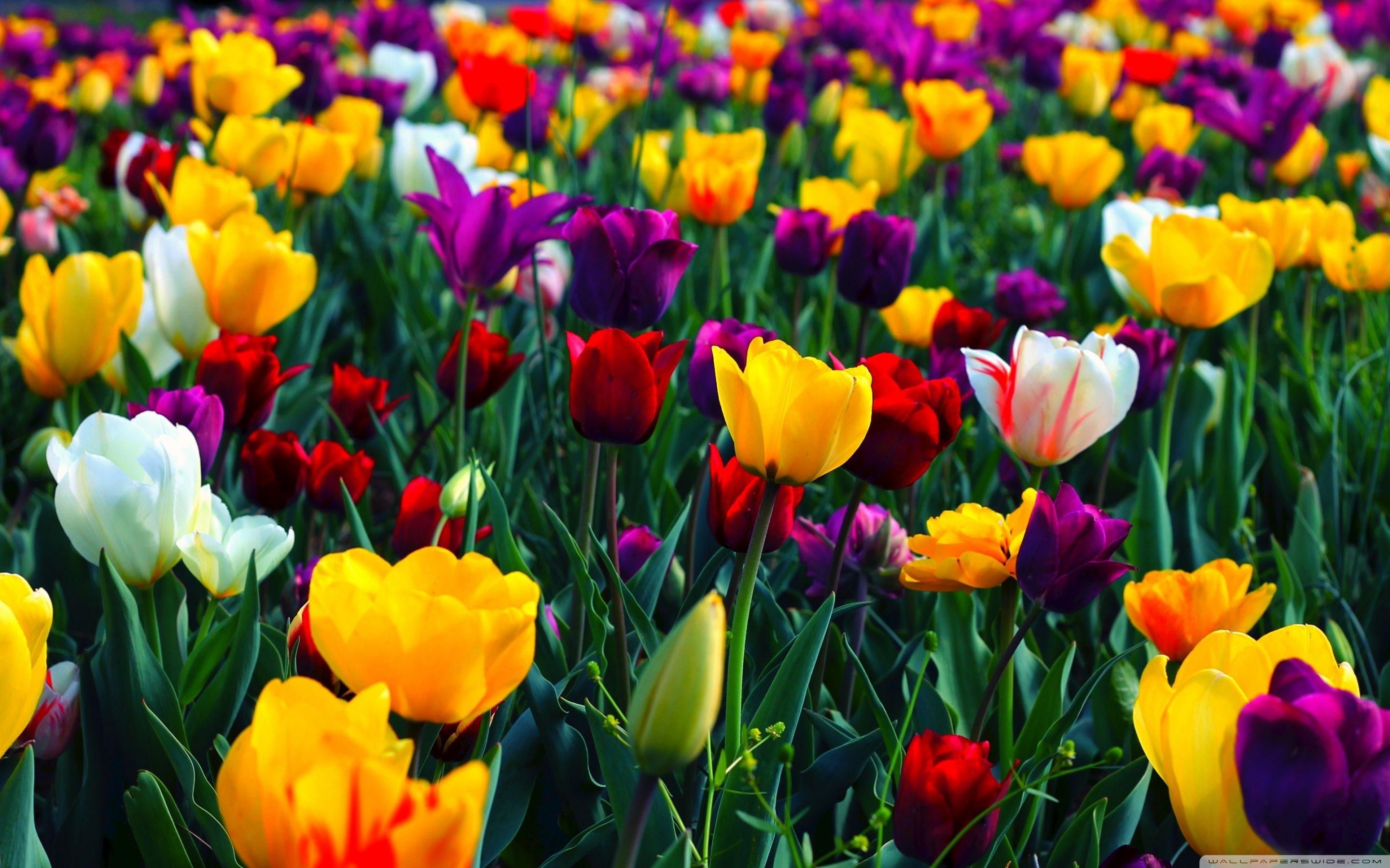 2880x1800 Colorful Flower Desktop Wallpaper
