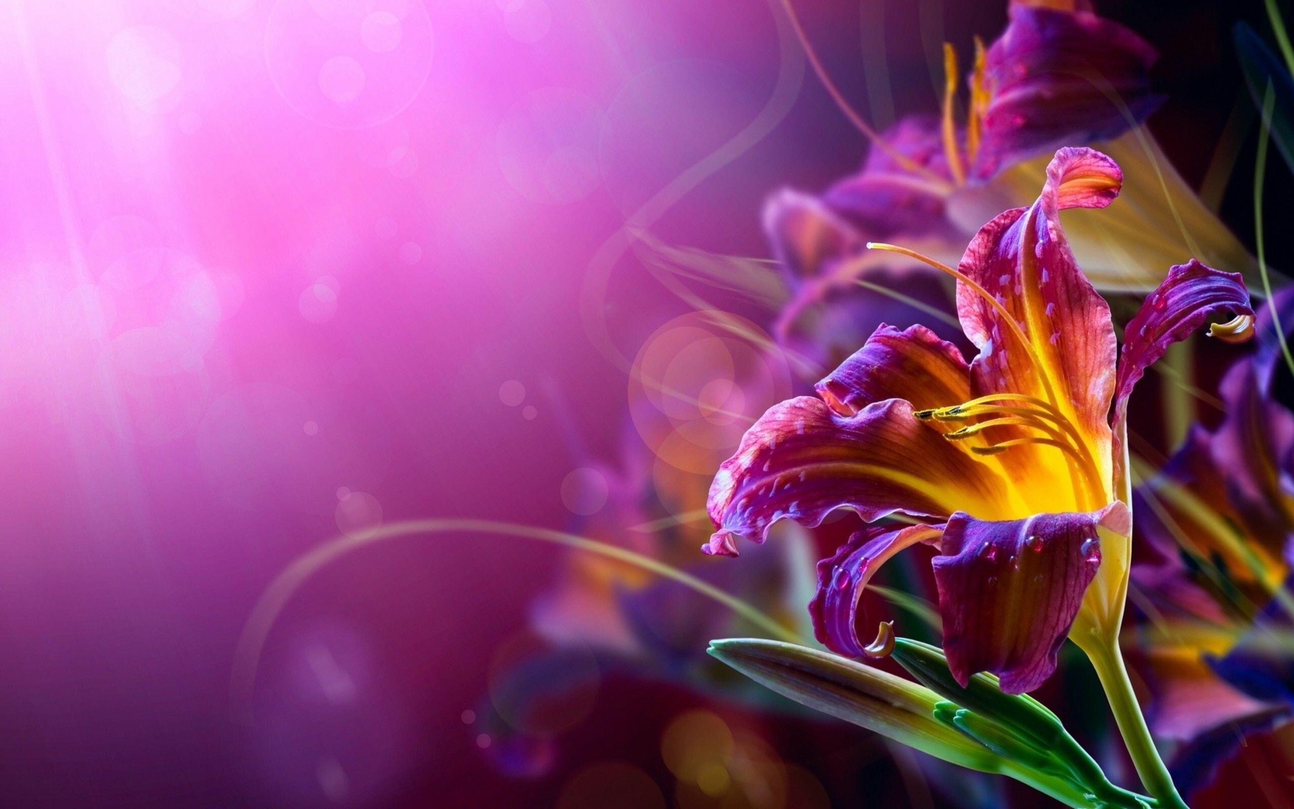 2560x1600 Abstract Flower Wallpaper: HD, 4K, 5K for PC and Mobile. Download free image for iPhone, Android