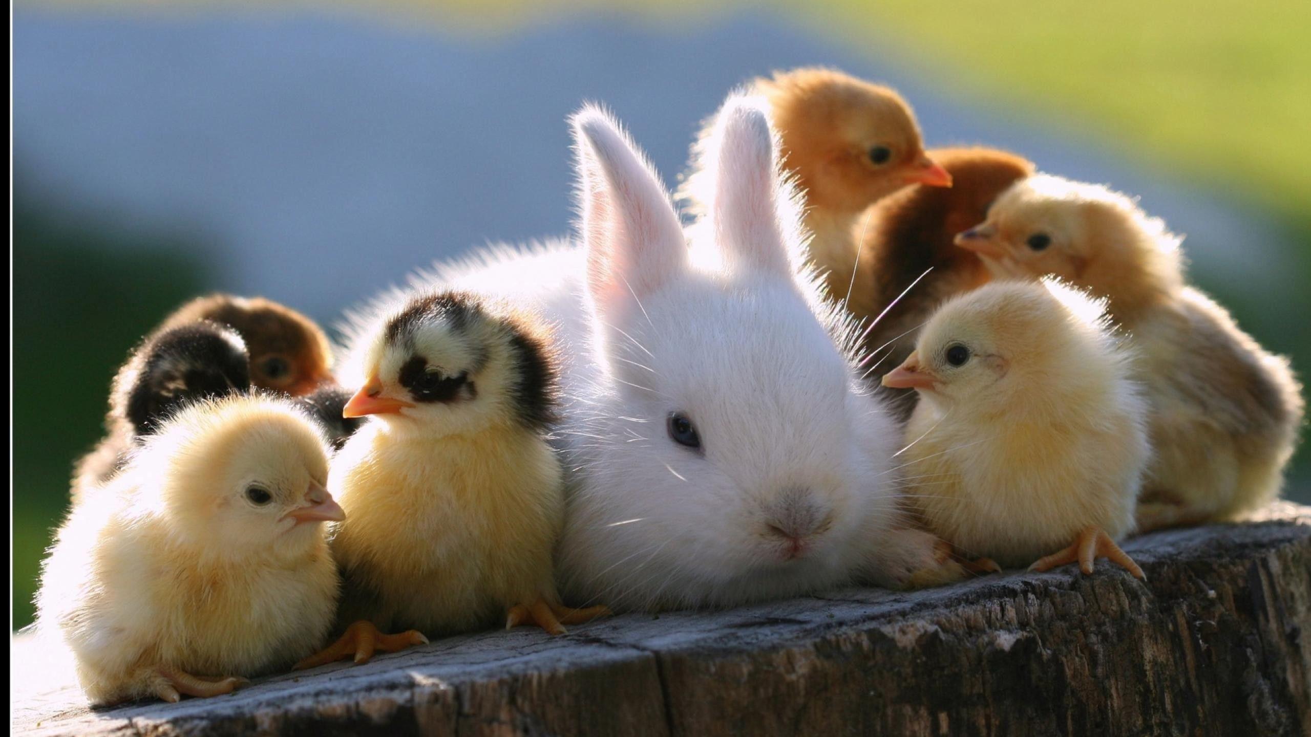 cute white baby rabbits