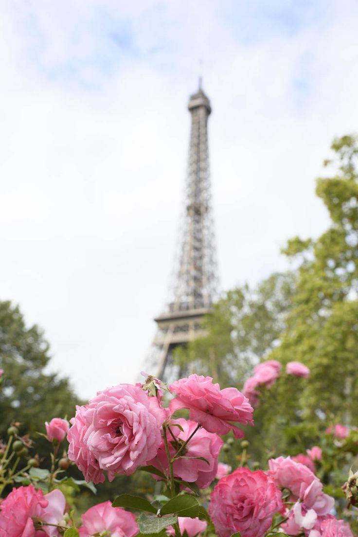 Paris Floral Wallpapers - Top Free Paris Floral Backgrounds