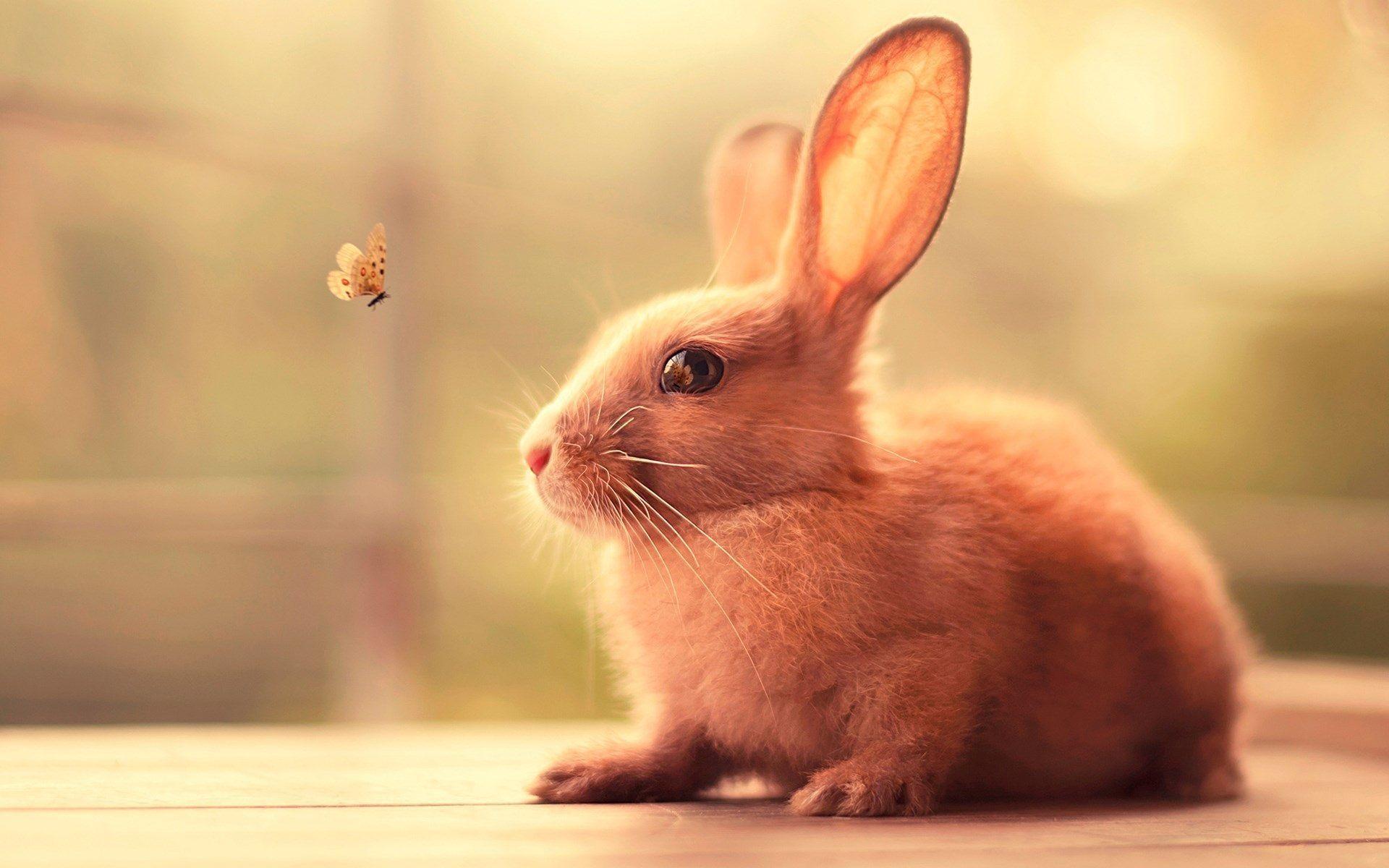 Bunny Wallpapers Top Free Bunny Backgrounds WallpaperAccess