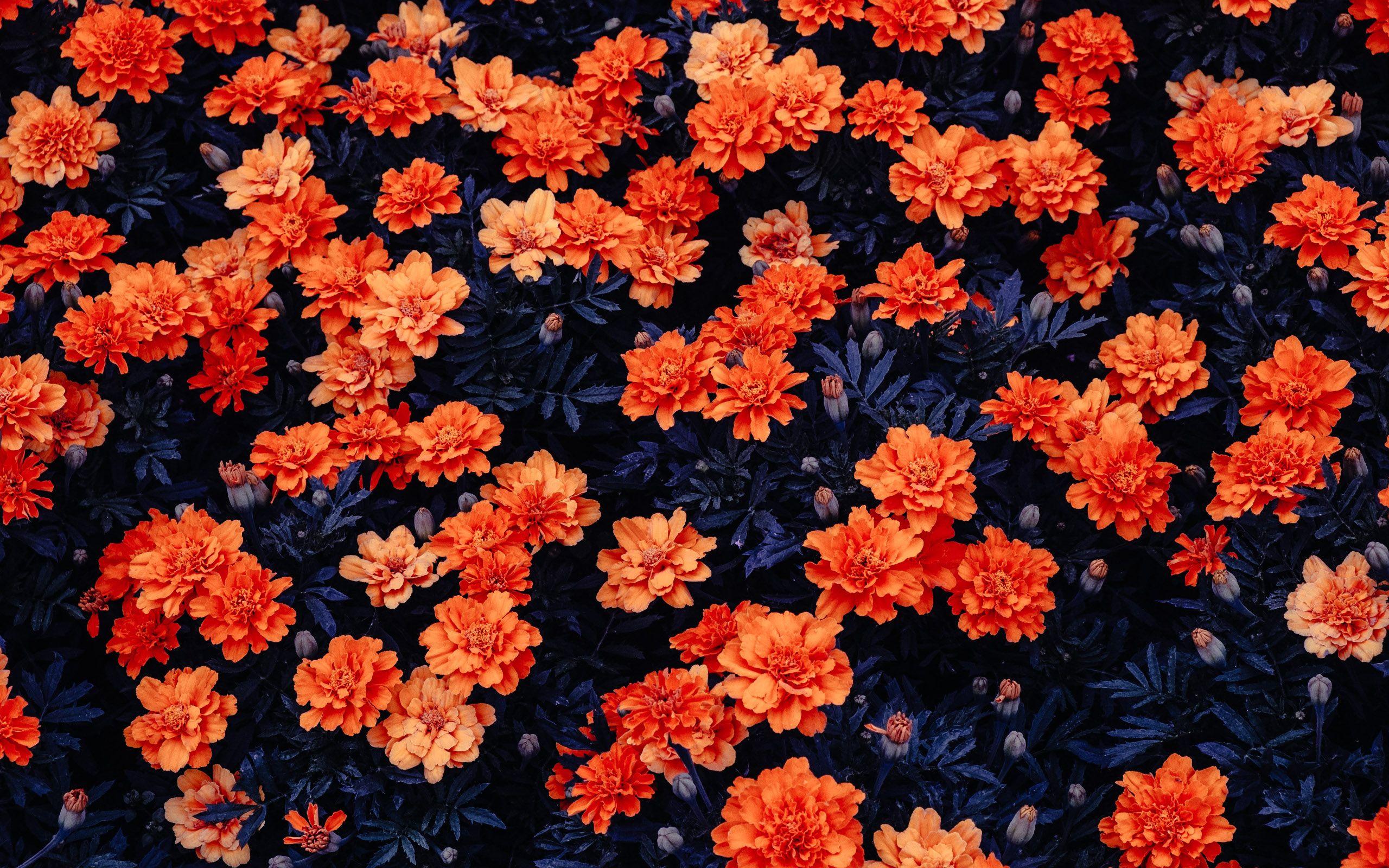 2560x1600 Orange Flowers. Flower wallpaper, Orange flowers, Orange wallpaper