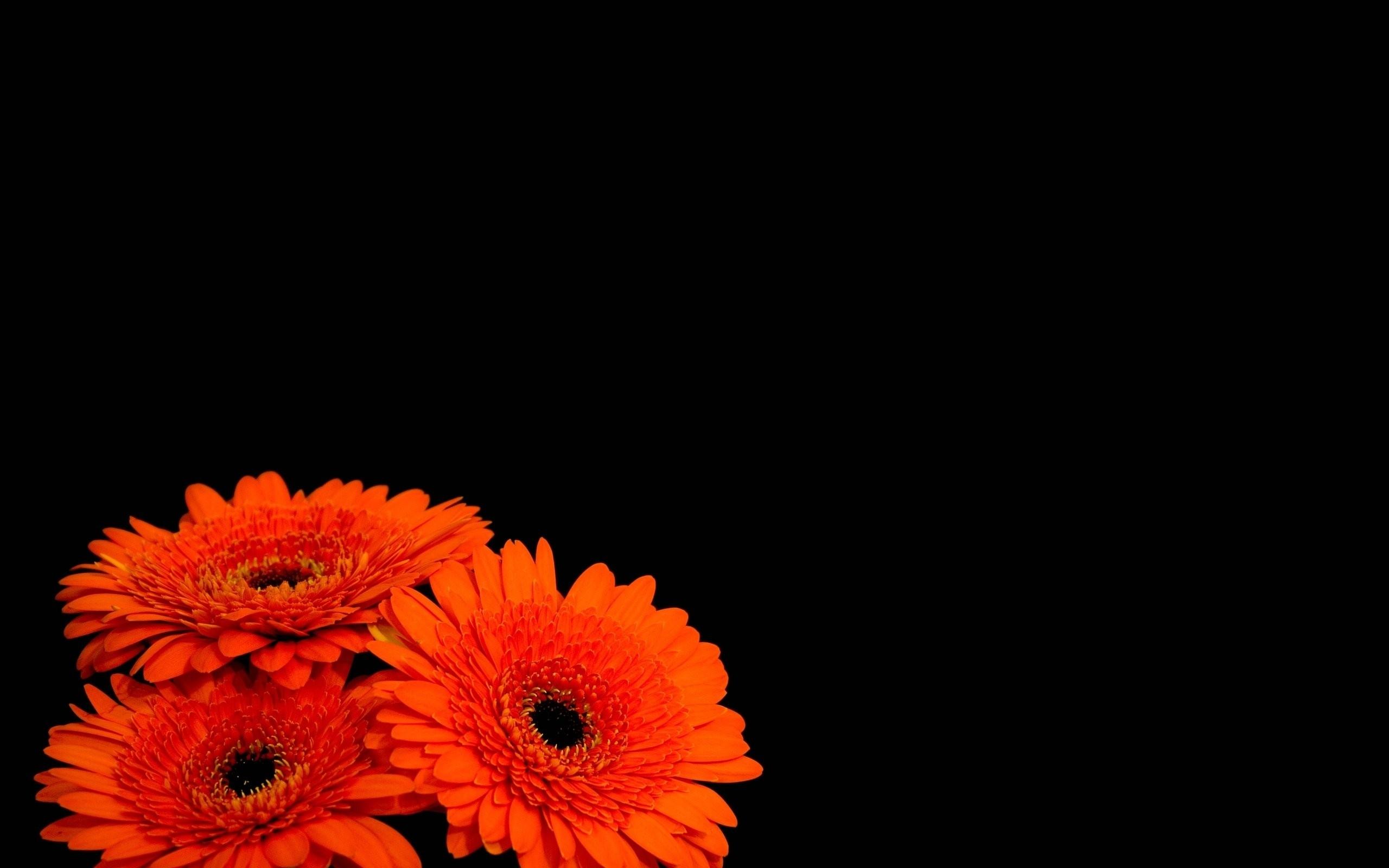 2560x1600 Free download Free download Flowers black background orange flowers HD [2560x1600] for your Desktop, Mobile & Tablet. Explore Orange and Black Desktop Wallpaper. Black And Orange Background, Orange And