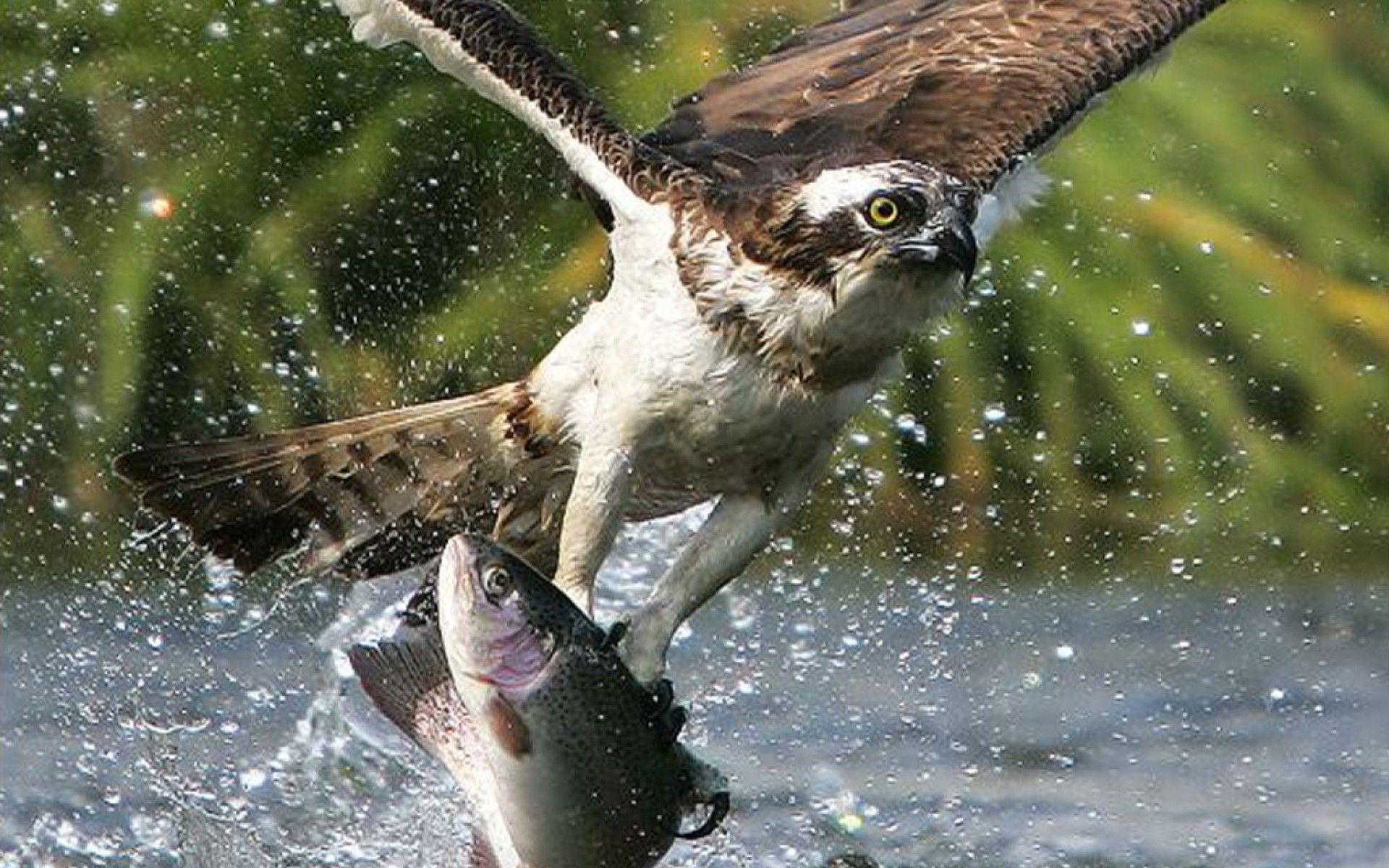 Hunting fish. Орел с рыбой в когтях. Сова охотится на рыбу. Филин охотится. Птицы питающиеся рыбой.