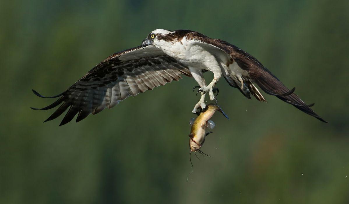 1198x700 Osprey bird wings flight prey catch fish hunting fishing wallpaper