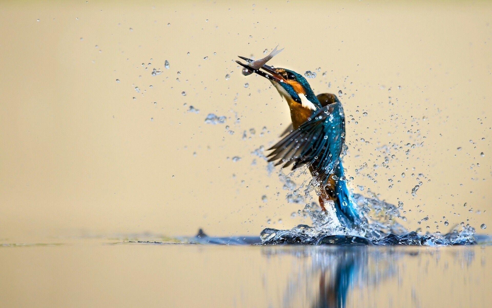 1920x1200 water drops, #hunting, #fishing, #Martin pêcheur, #animals, #birds