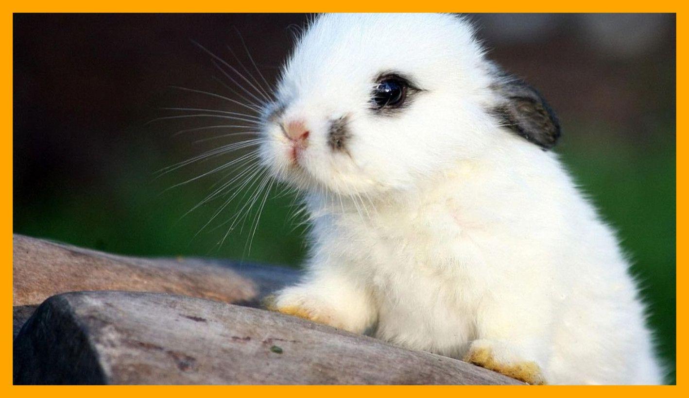 Bunny Wallpapers - Top Free Bunny Backgrounds - WallpaperAccess