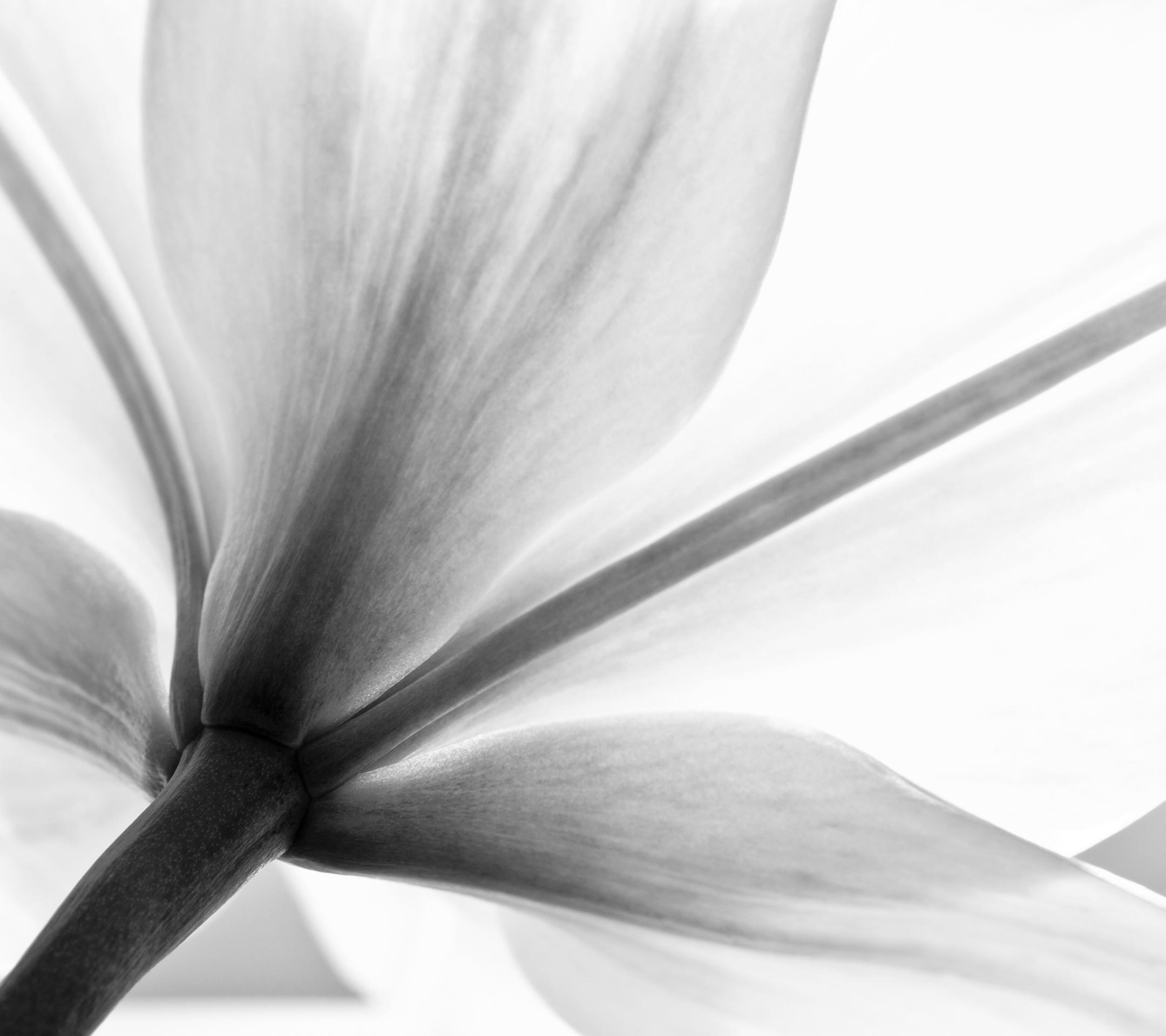 2160x1920 Download: 35 great wallpaper from the Sony Xperia Z3