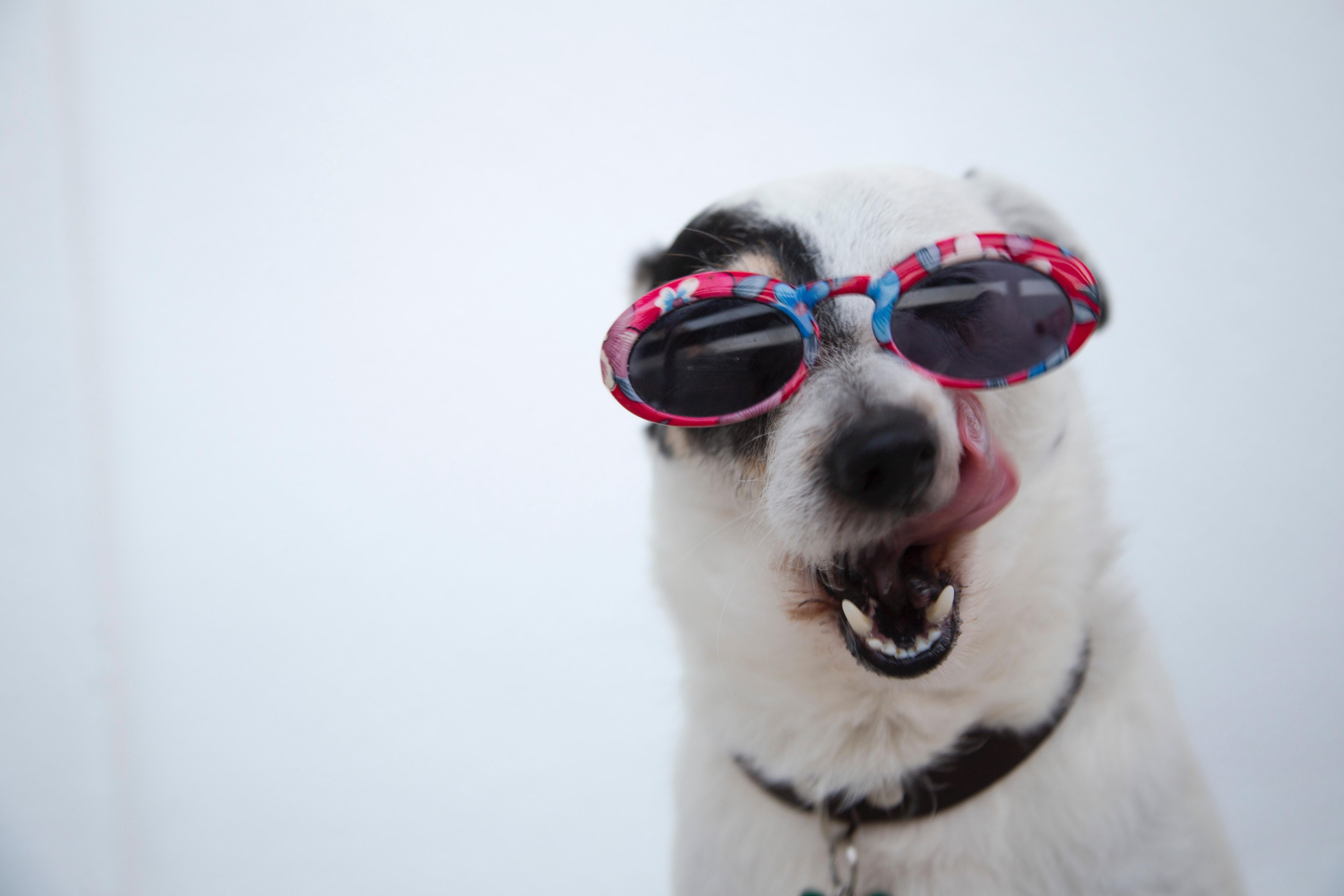 5472x3648 Best Free Cute Dog & Image · 100% Royalty Free HD Downloads