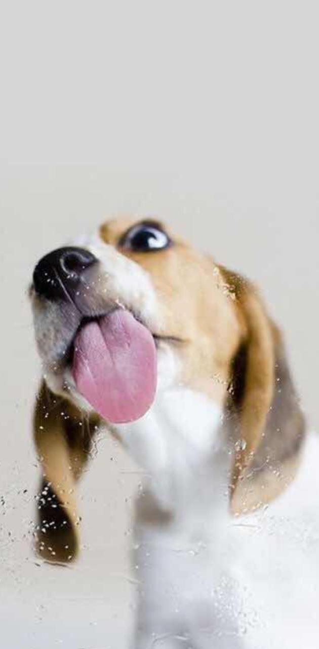 630x1280 Funny dog wallpaper