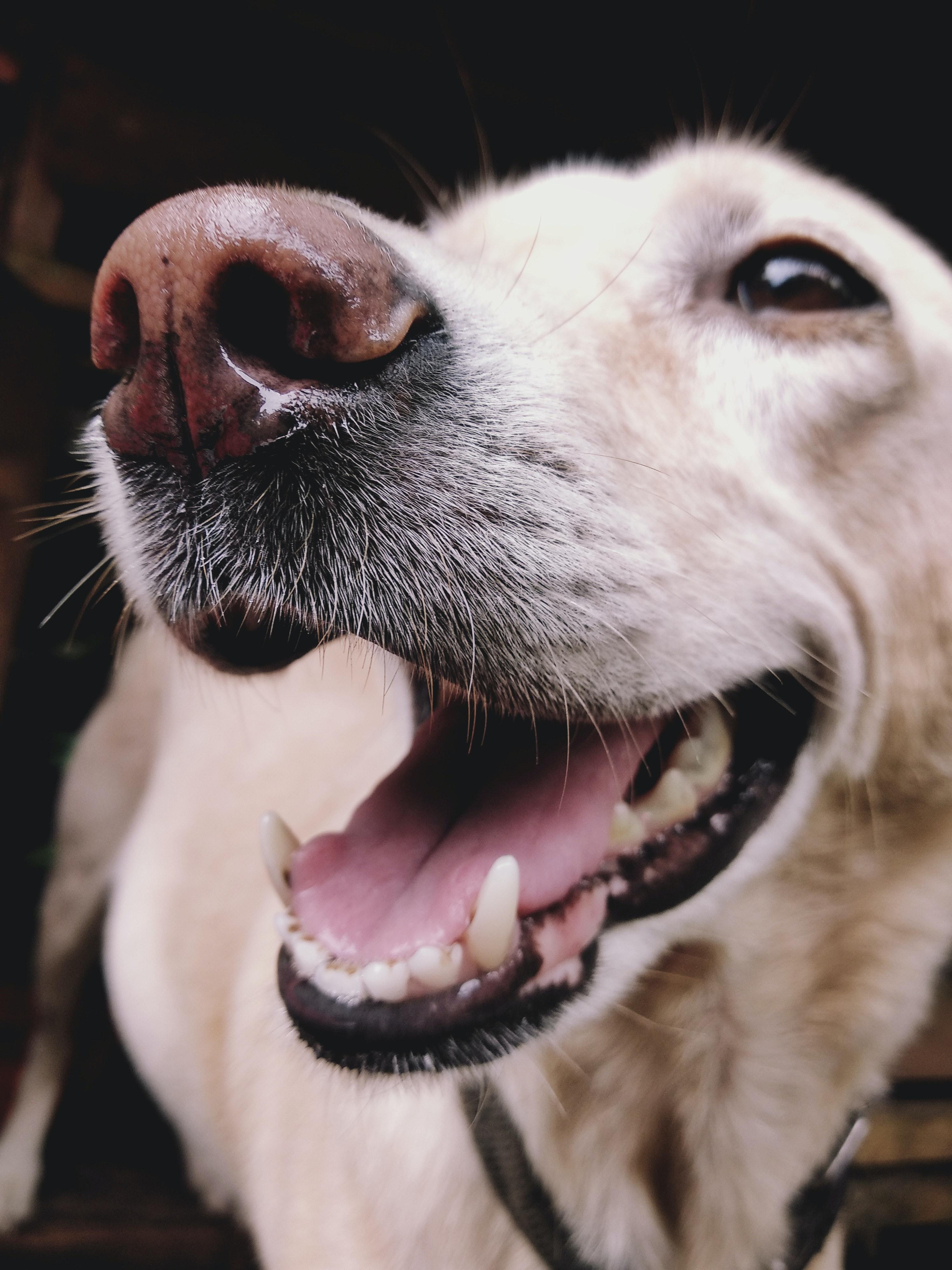 3000x4000 Best Free Funny Dog & Image · 100% Royalty Free HD Downloads