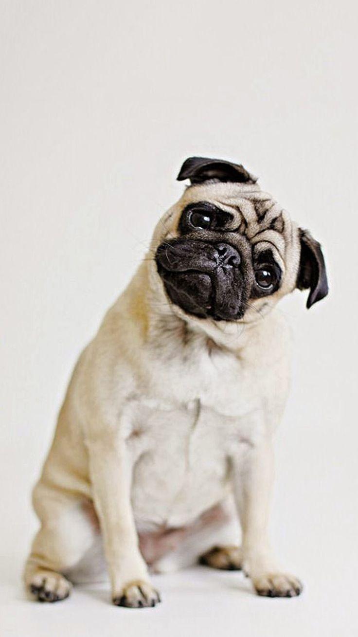 736x1309 Sweets Wallpaper for the iPhone 5!. Pugs funny, Cute pugs, Pugs