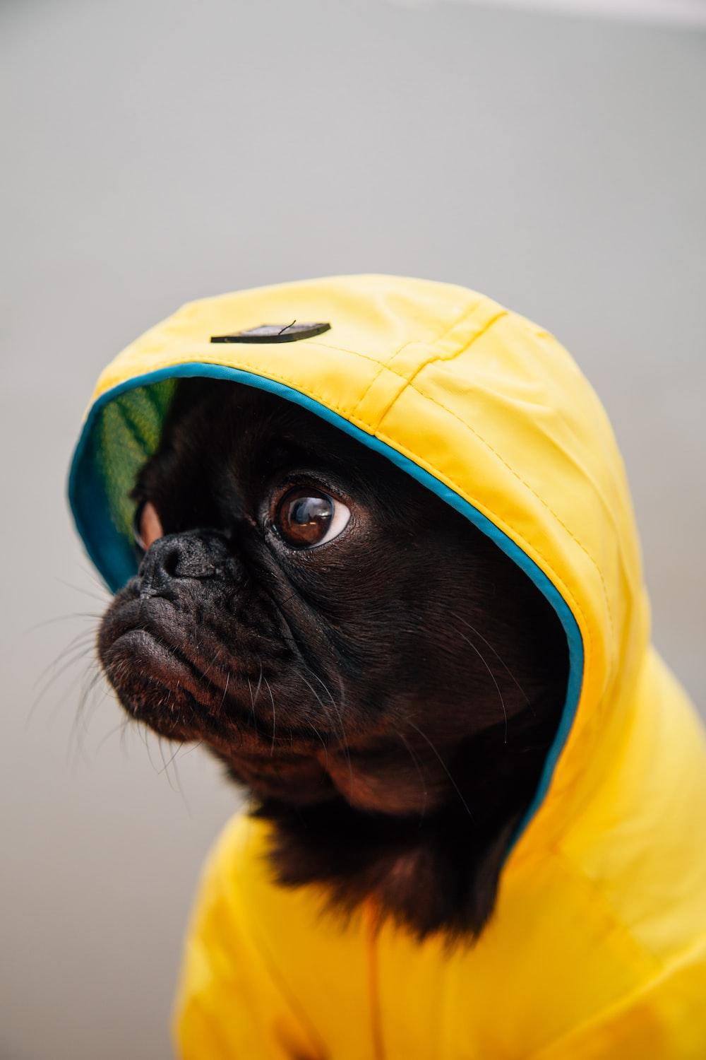 1000x1500 black pug puppy photo
