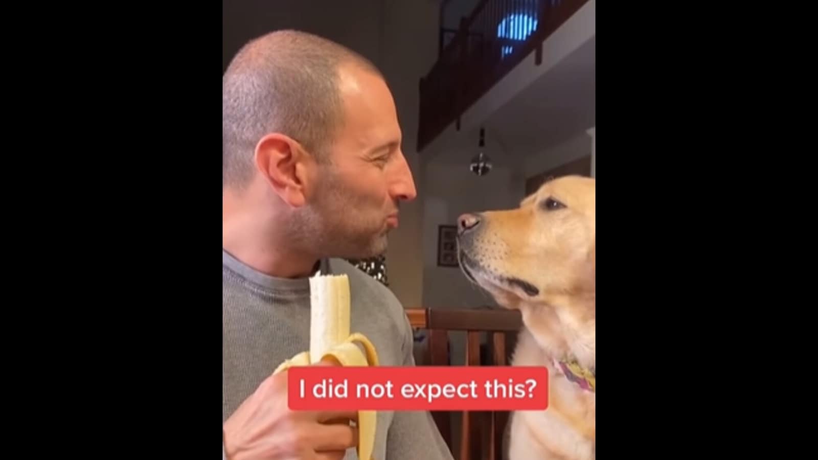 1600x900 Cute Labrador dog is always where human is trying to eat. Watch funny video