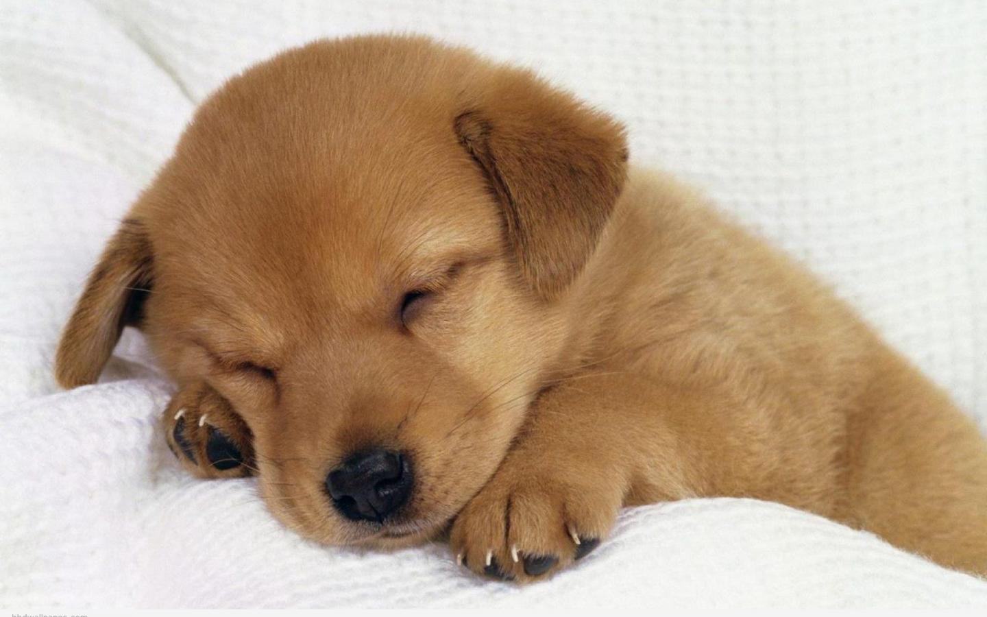 1440x900 Cute Dogs Wallpaper