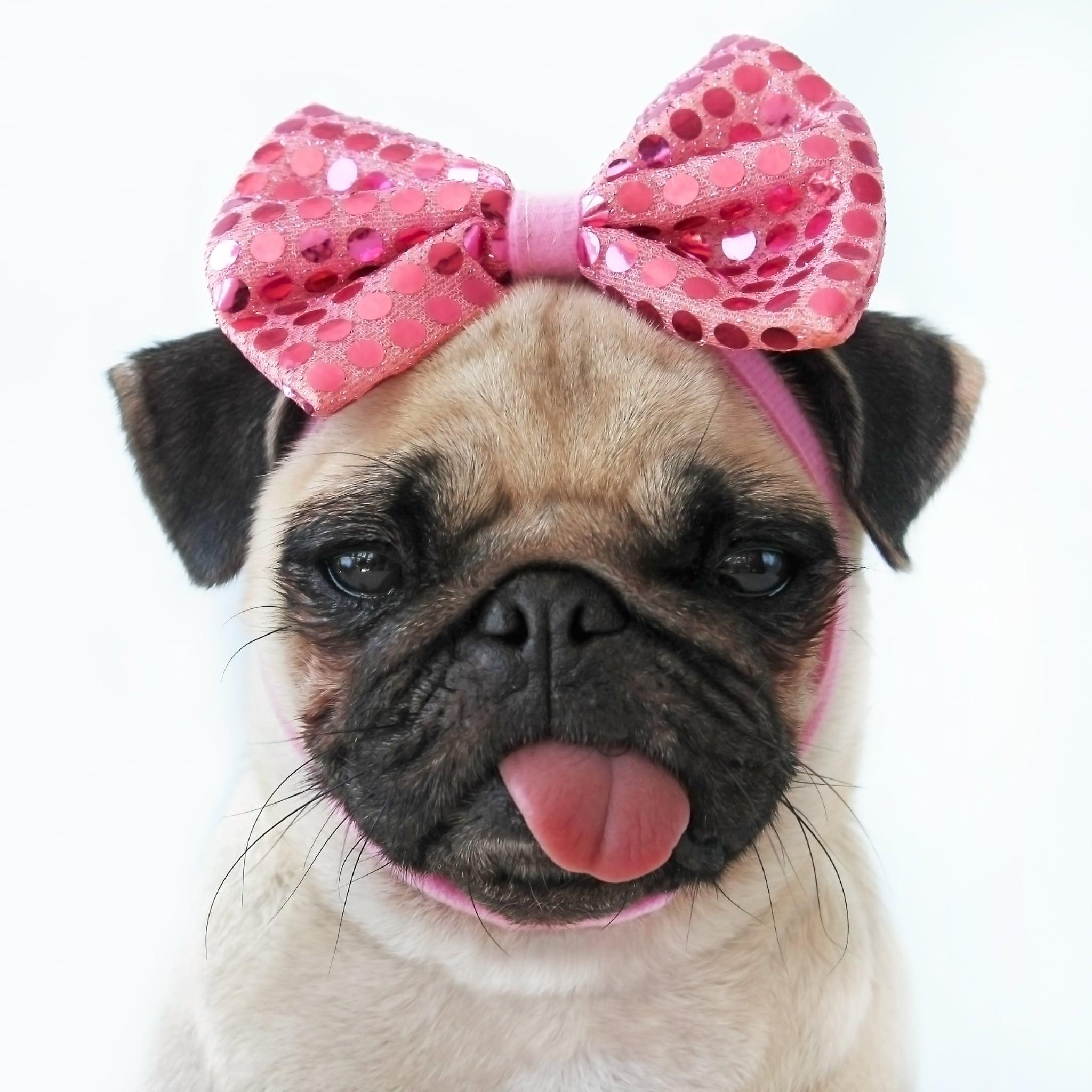 2048x2048 Picture of Dogs Making Funny Faces