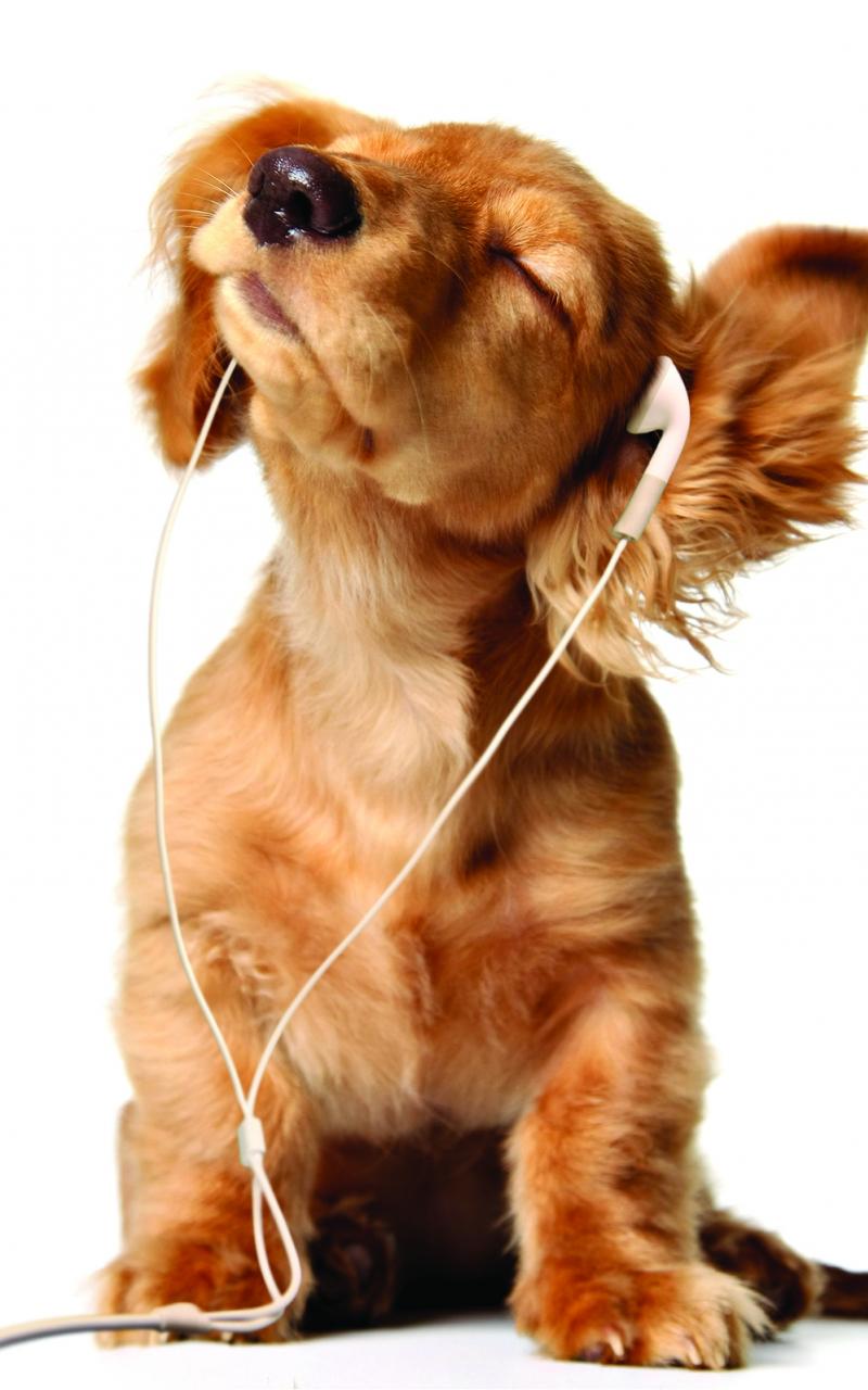 800x1280 Free download Funny Dog Background wallpaper Funny Dog Background HD wallpaper [1595x1596] for your Desktop, Mobile & Tablet. Explore Funny Puppy Wallpaper. Funny Dog Wallpaper, Puppy Wallpaper, Cute Puppies