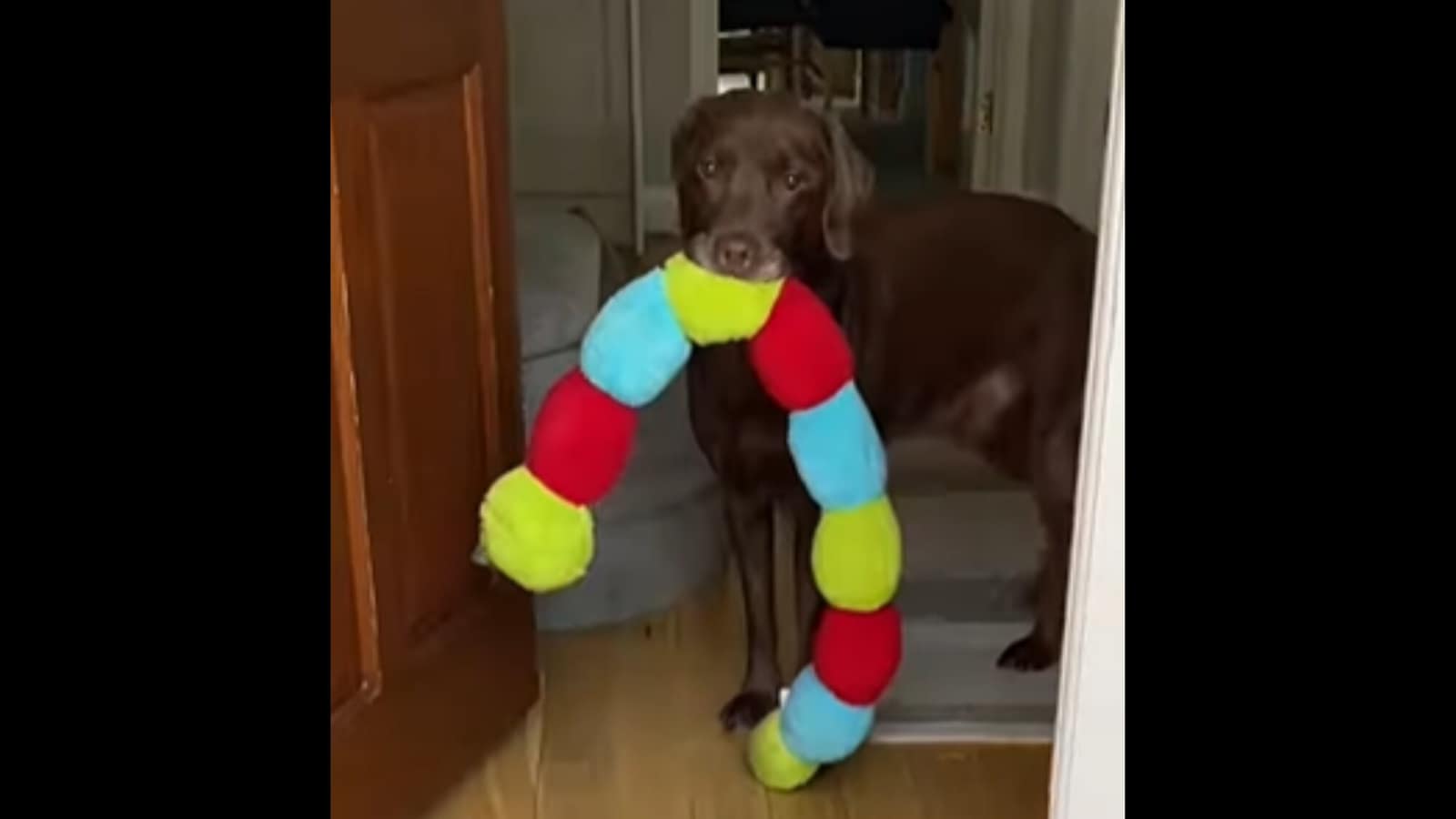 1600x900 Pet dog's 'welcome home gifts' for its human will make you laugh out loud. Watch
