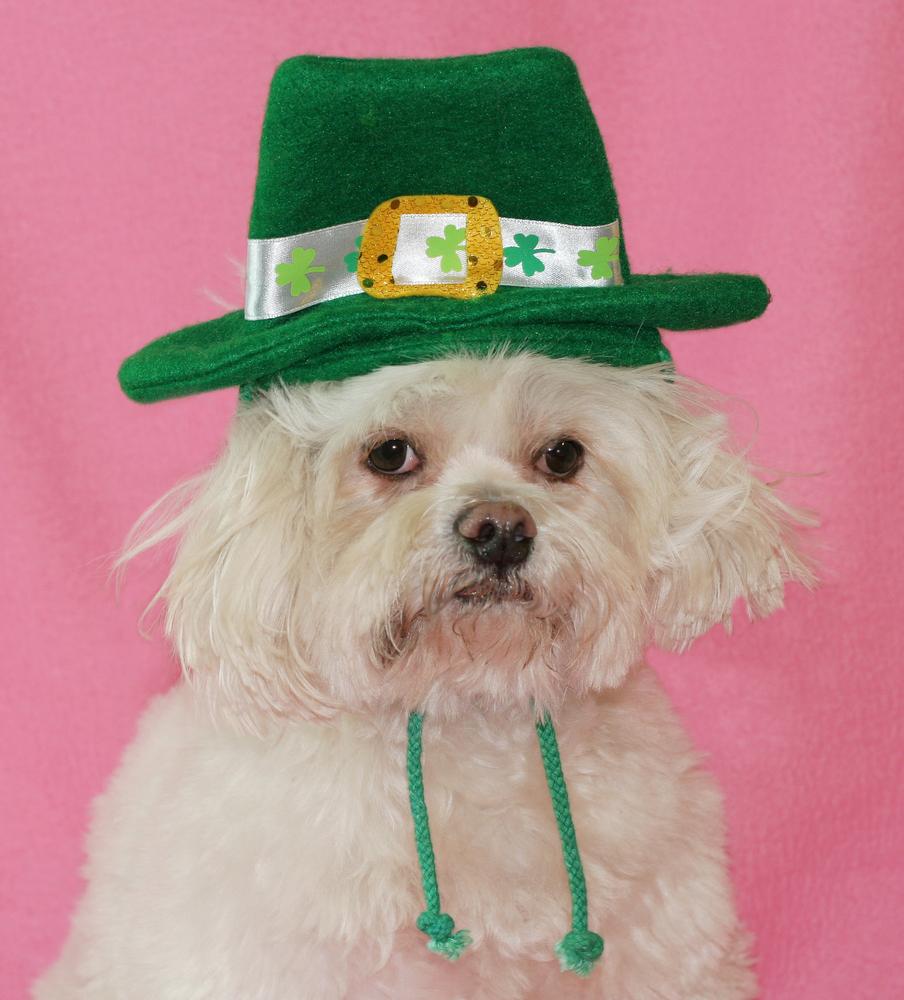 904x1000 Cute Dog Picture For St. Patrick's Day