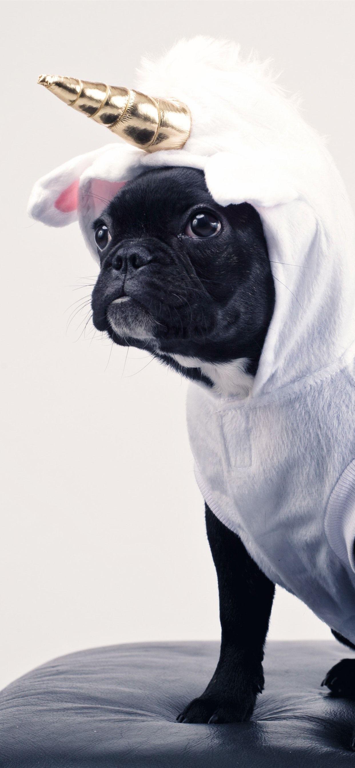 1242x2688 Funny Dog Wallpaper