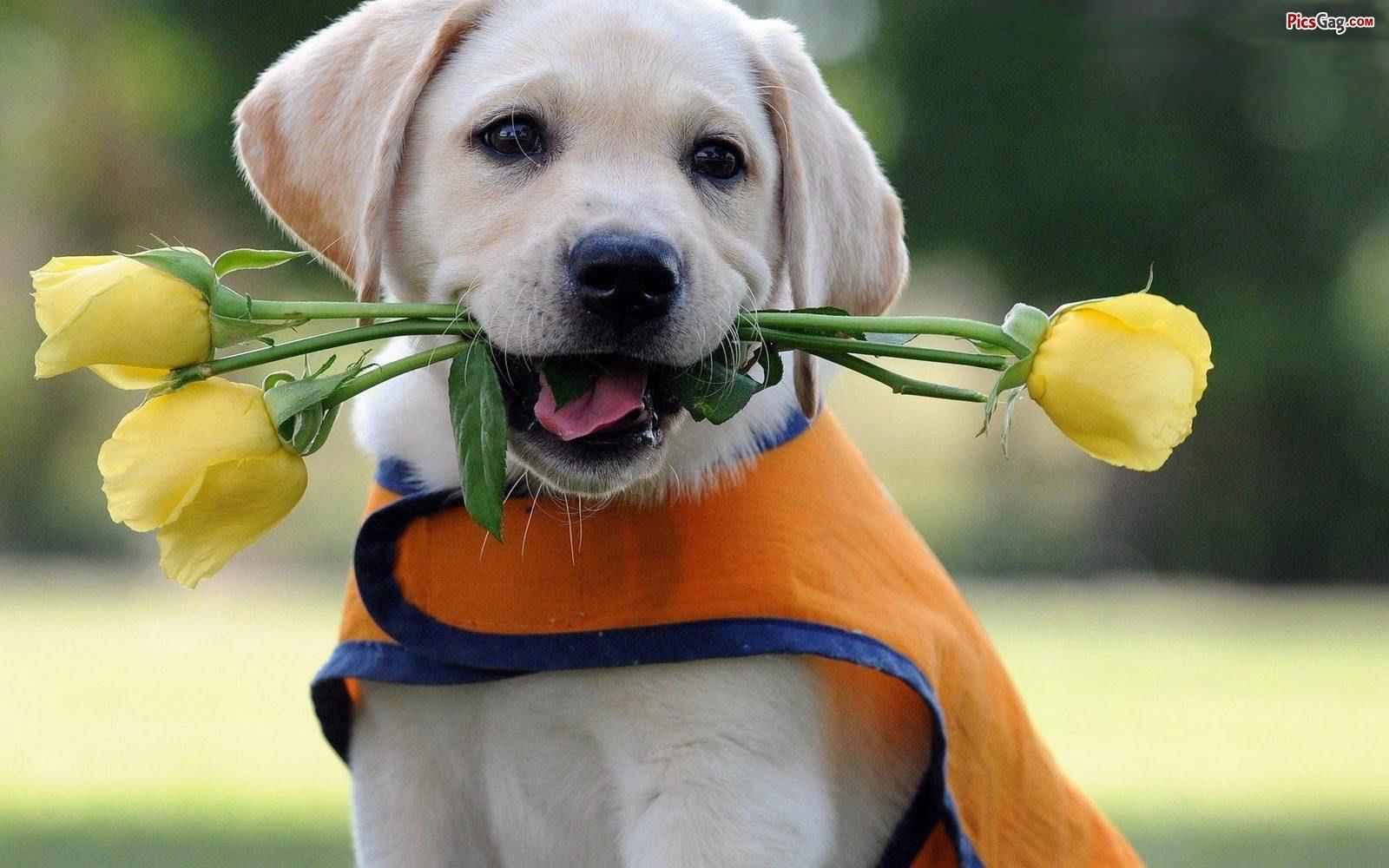 1600x1000 Dog Quotes Wallpaper. QuotesGram
